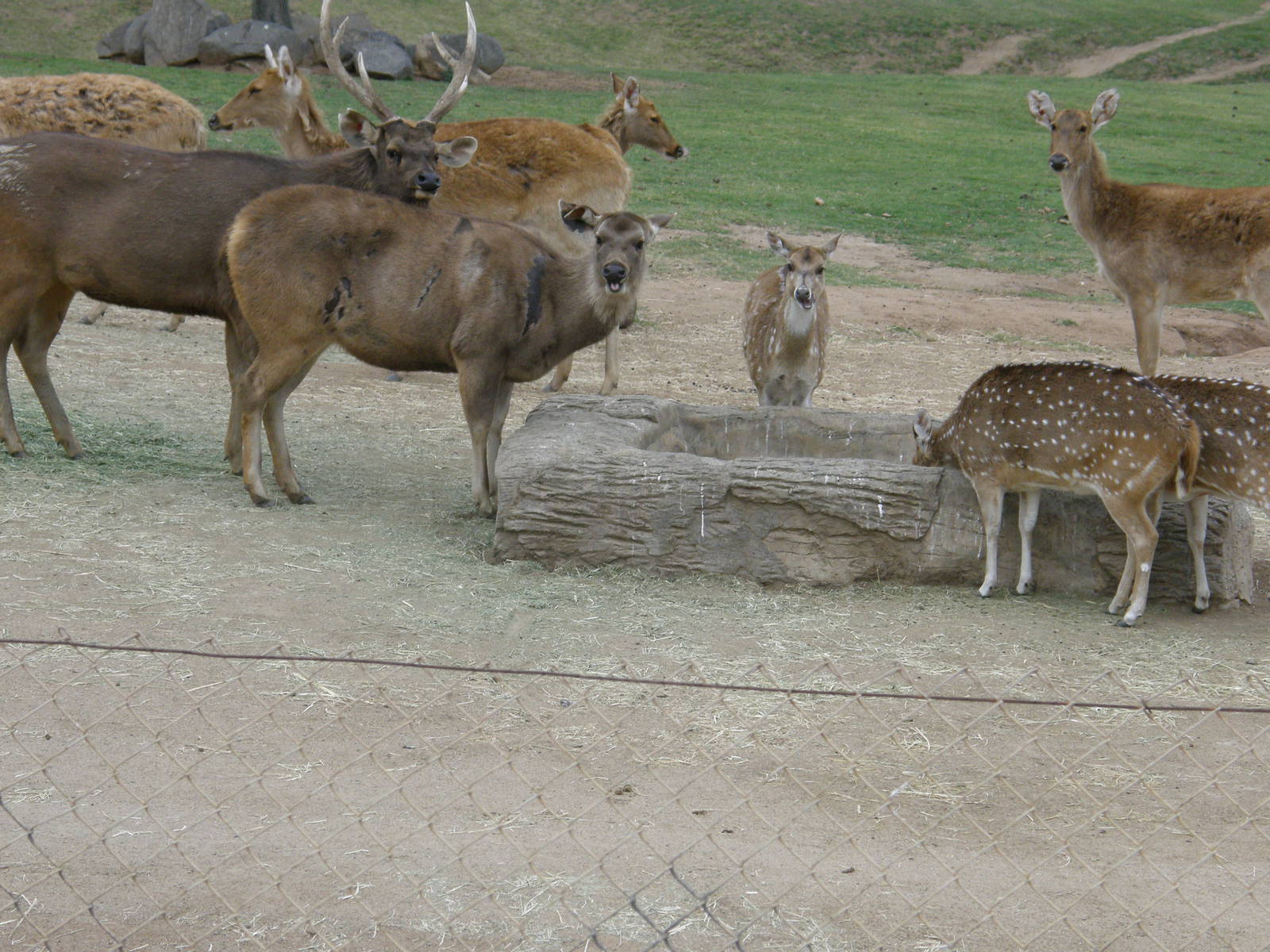 sambar and others