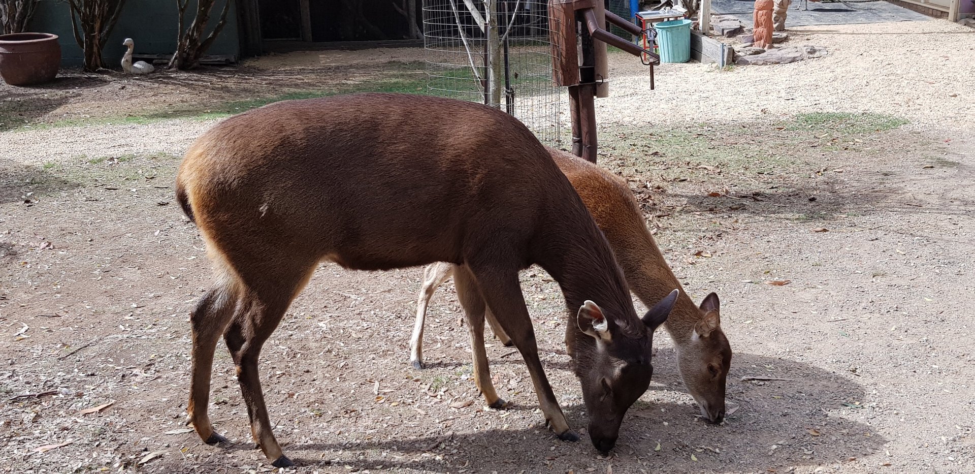 Sambar and Rusa deer size comparison