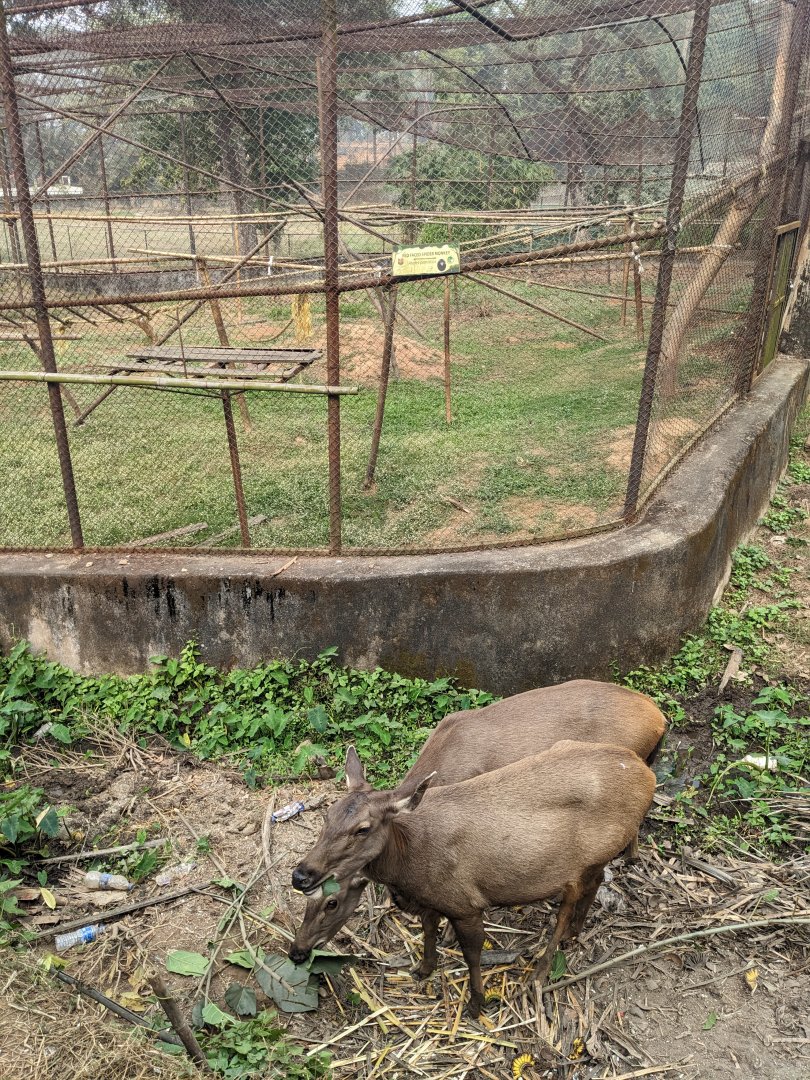 Sambar around spider monkey enclosure