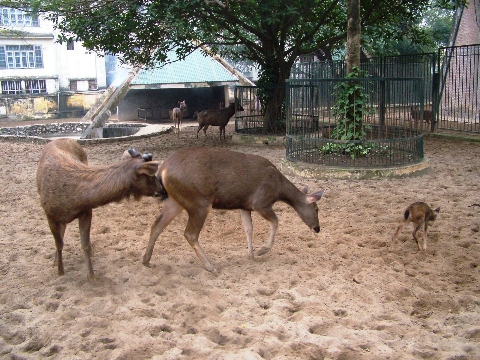 Sambar at Hanoi Zoo, 15/03/12
