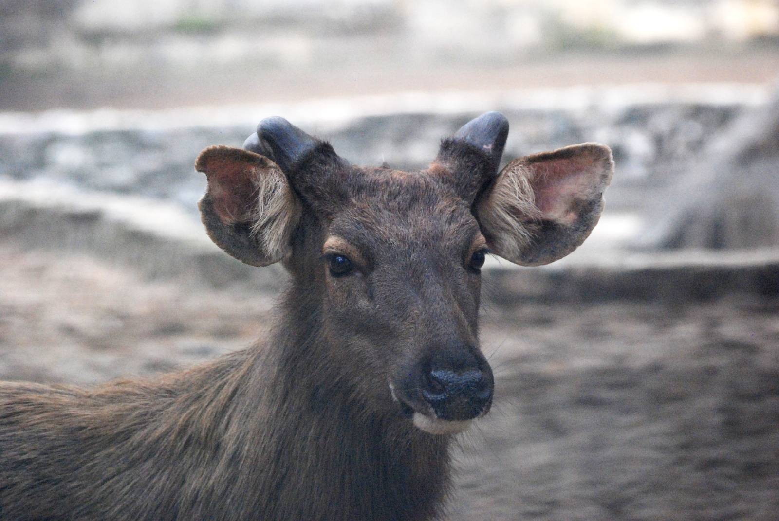 Sambar at Hanoi Zoo, 15/03/12