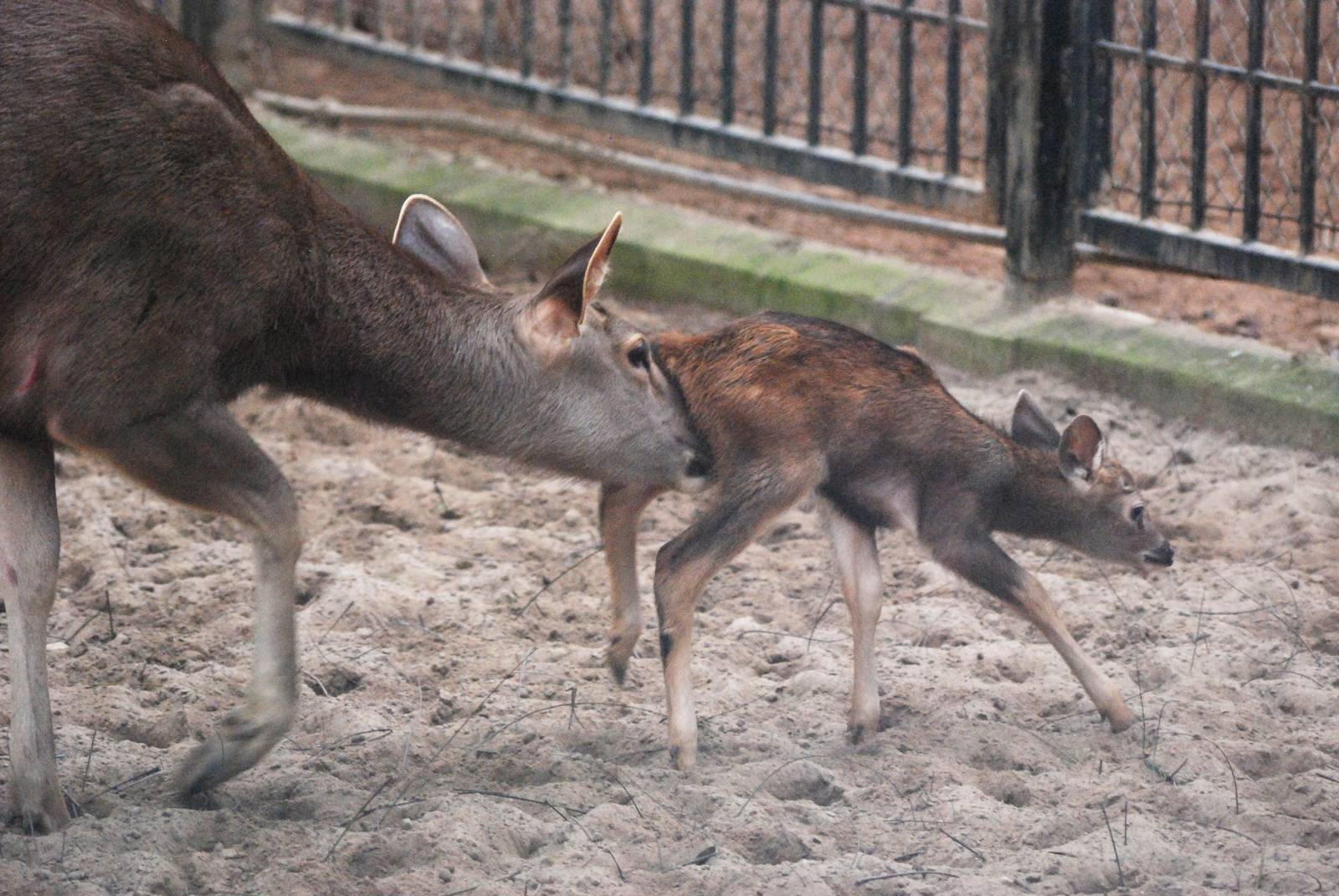 Sambar at Hanoi Zoo, 15/03/12
