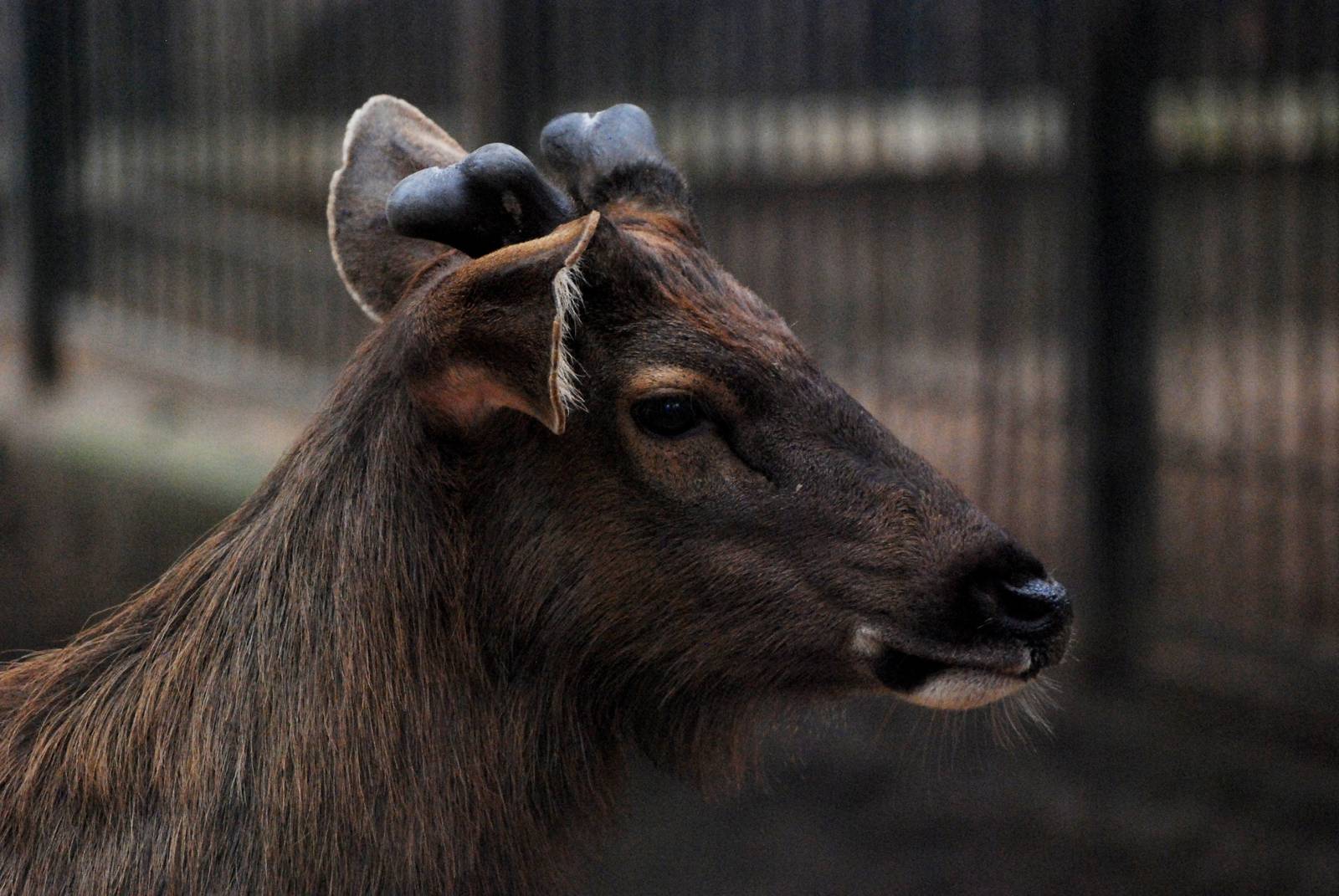 Sambar at Hanoi Zoo, 15/03/12