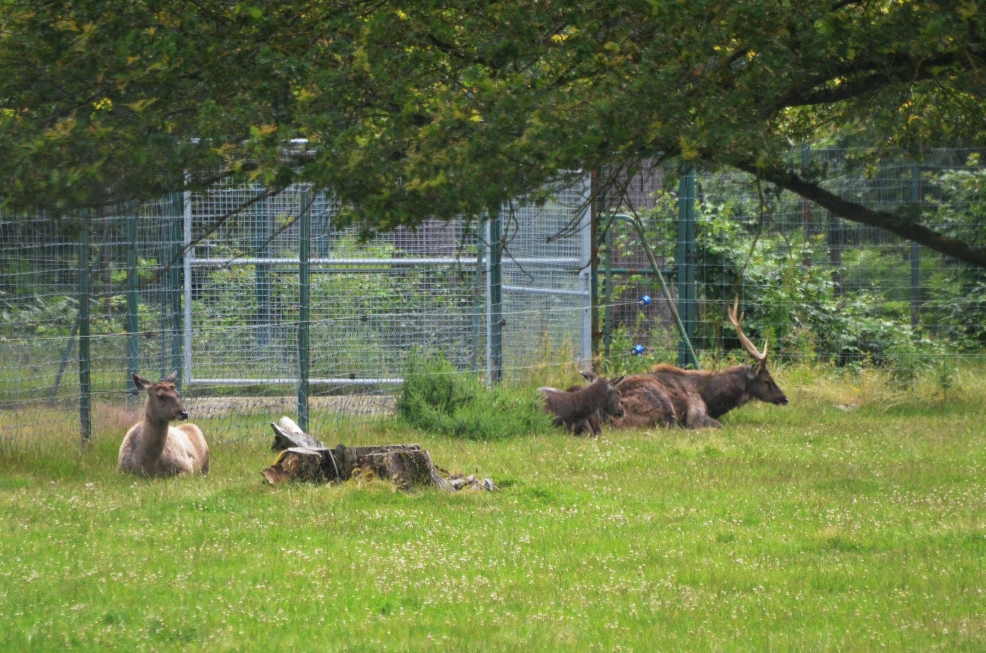 Sambar at Haute-Touche, 14/06/18