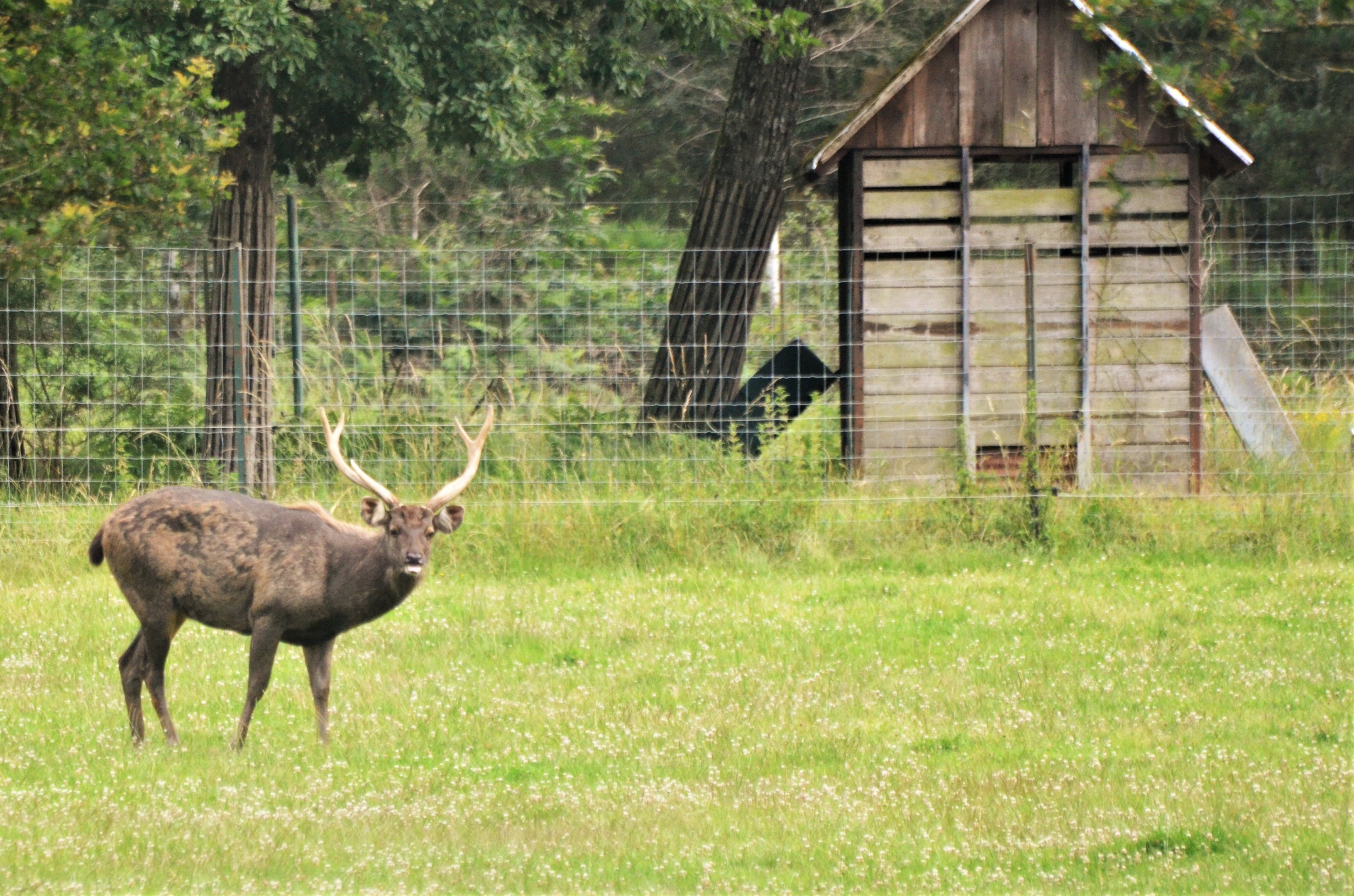Sambar at Haute-Touche, 14/06/18