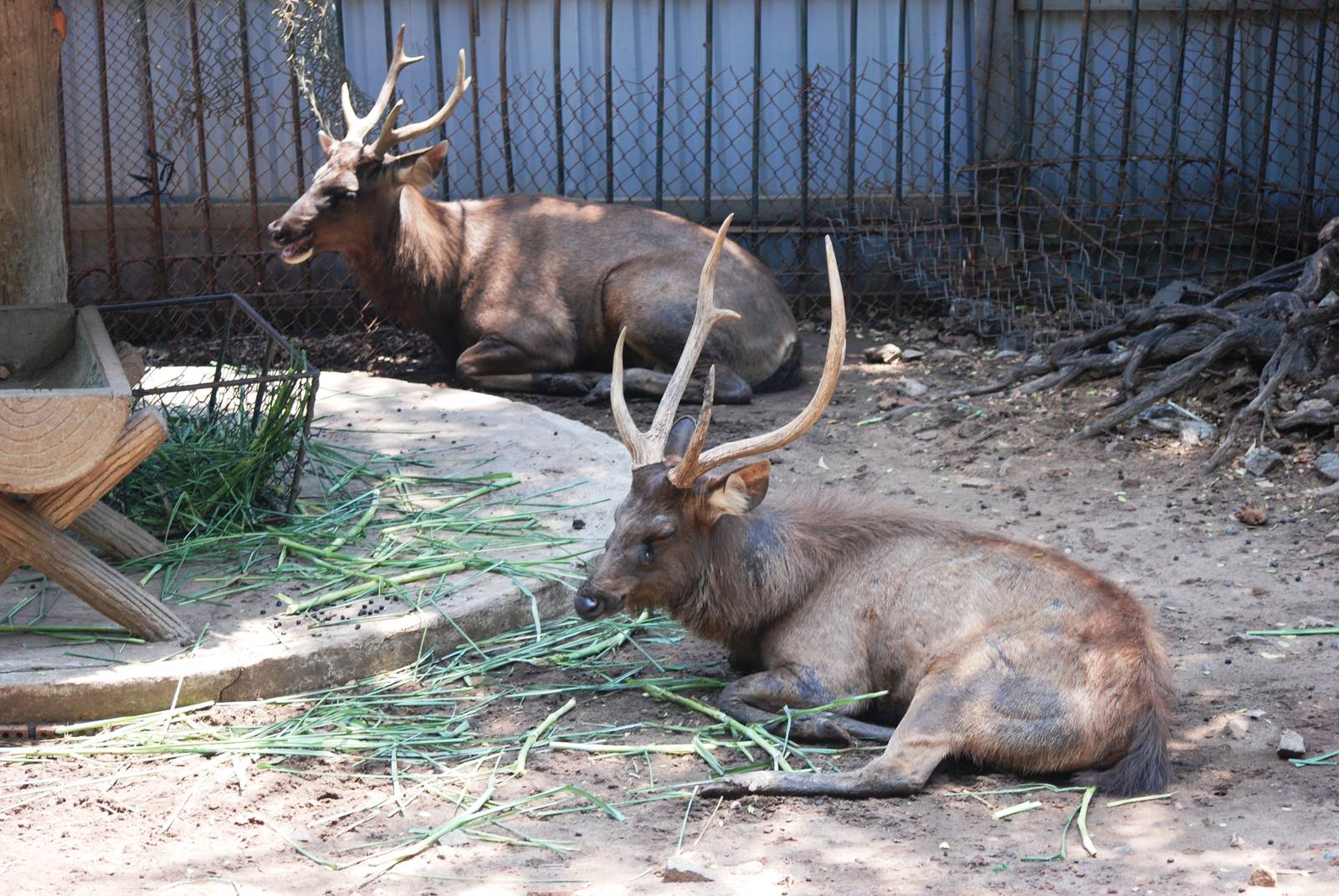 Sambar at Saigon Zoo, 16/03/12