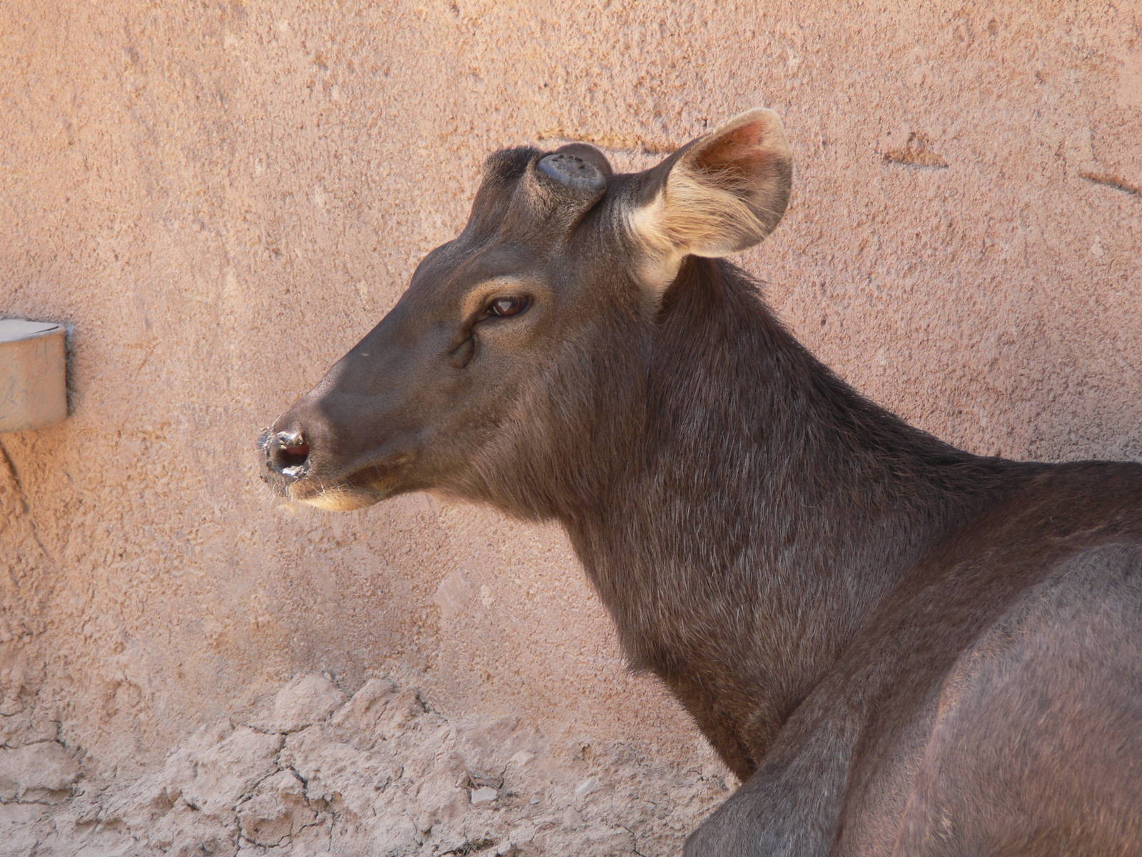 Sambar at Terra Natura, 03/08/14