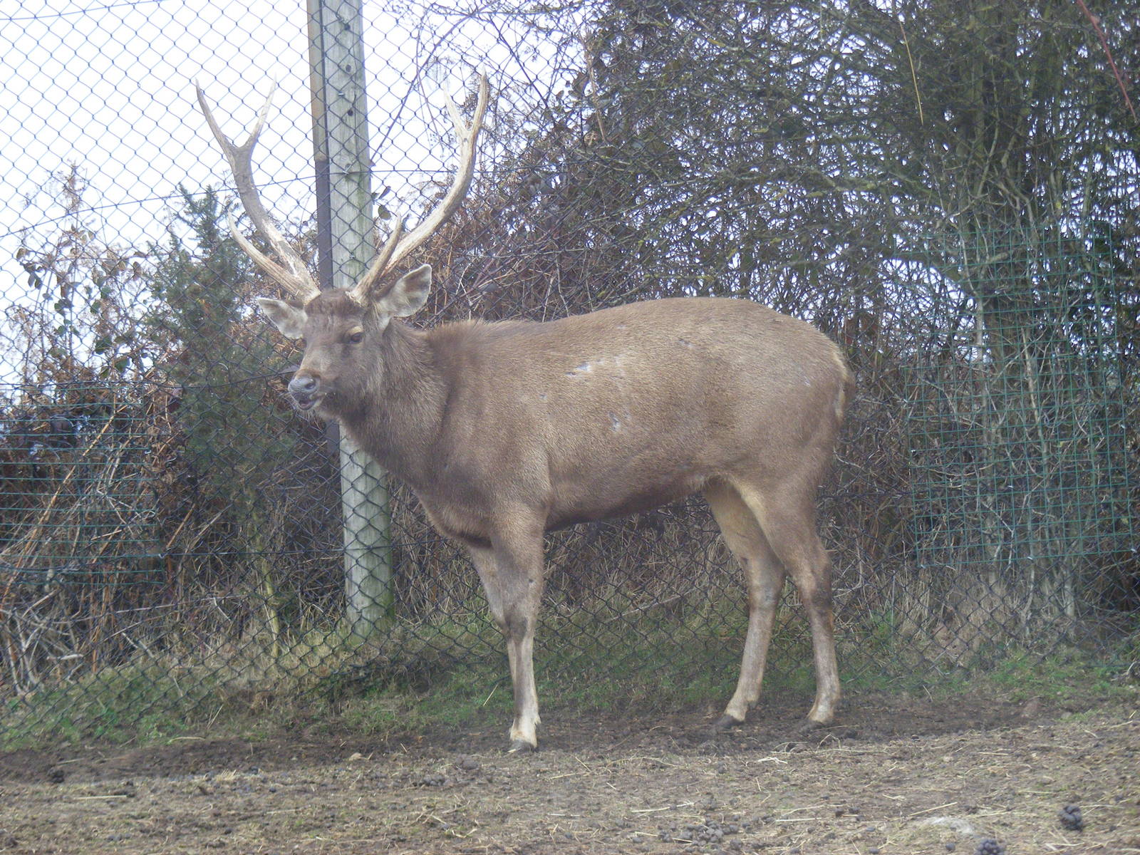 Sambar at West Midland Safari Park, 13 February 2010
