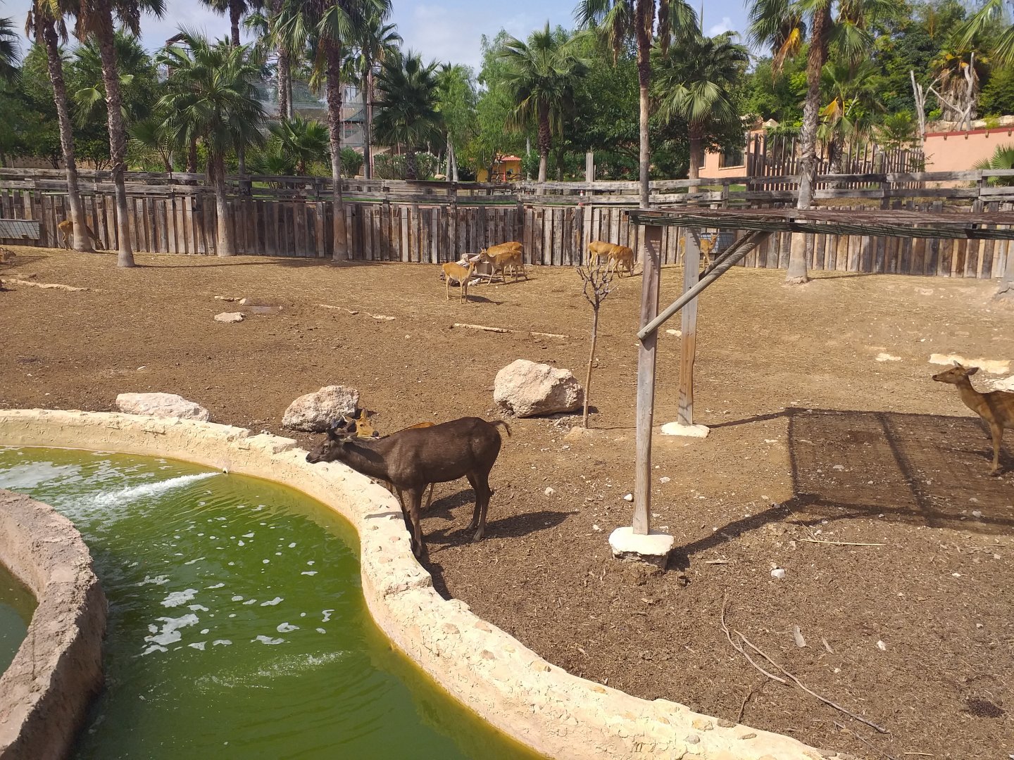 Sambar, Barashinga and Blackbuck exhibit -TerraNatura Benidorm (2021)