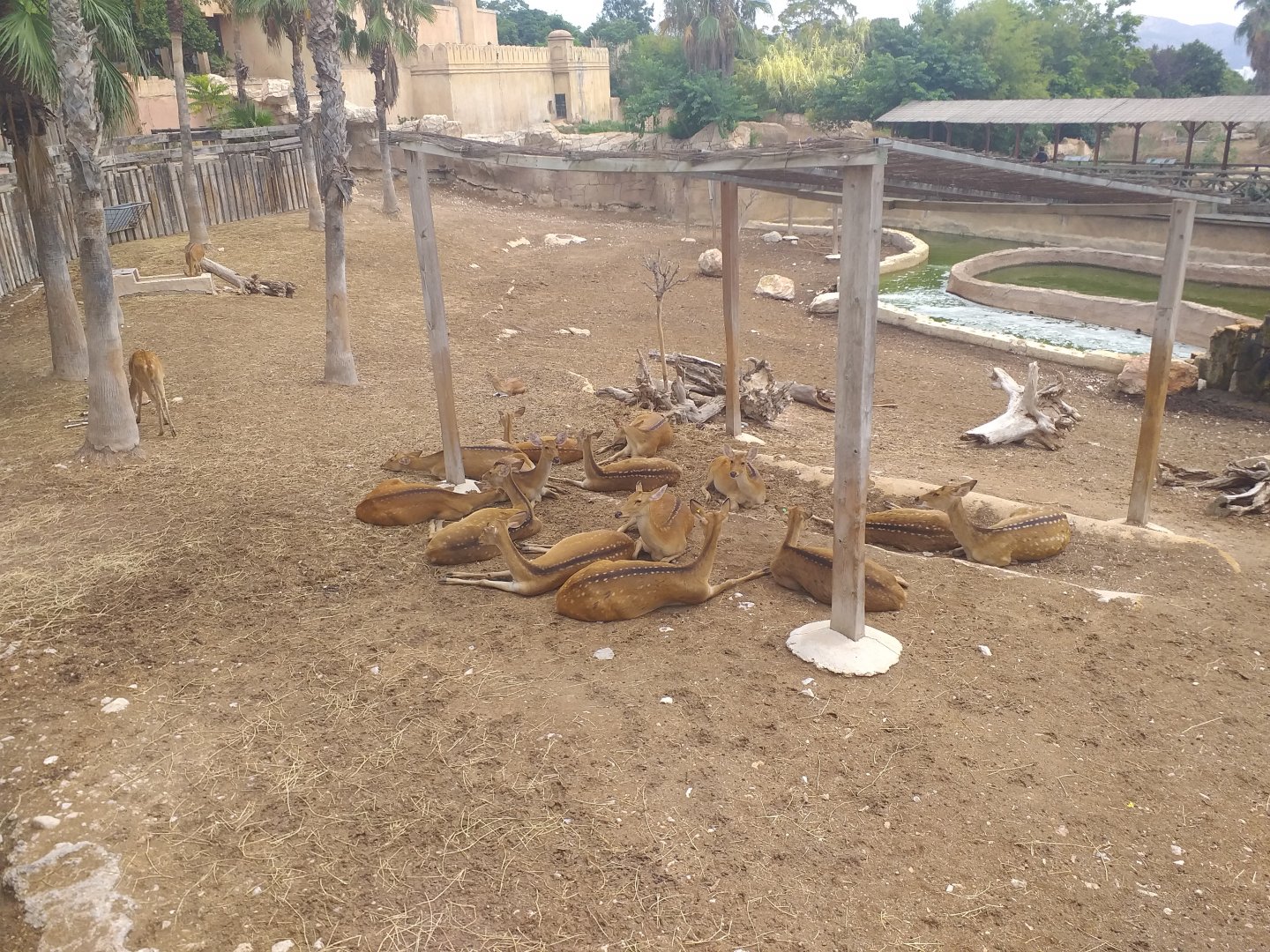 Sambar, Barashinga and Blackbuck exhibit -TerraNatura Benidorm (2021)