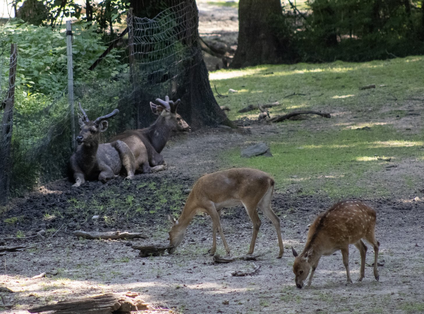 Sambar, Barasingha (?), and Hog Deer (?)