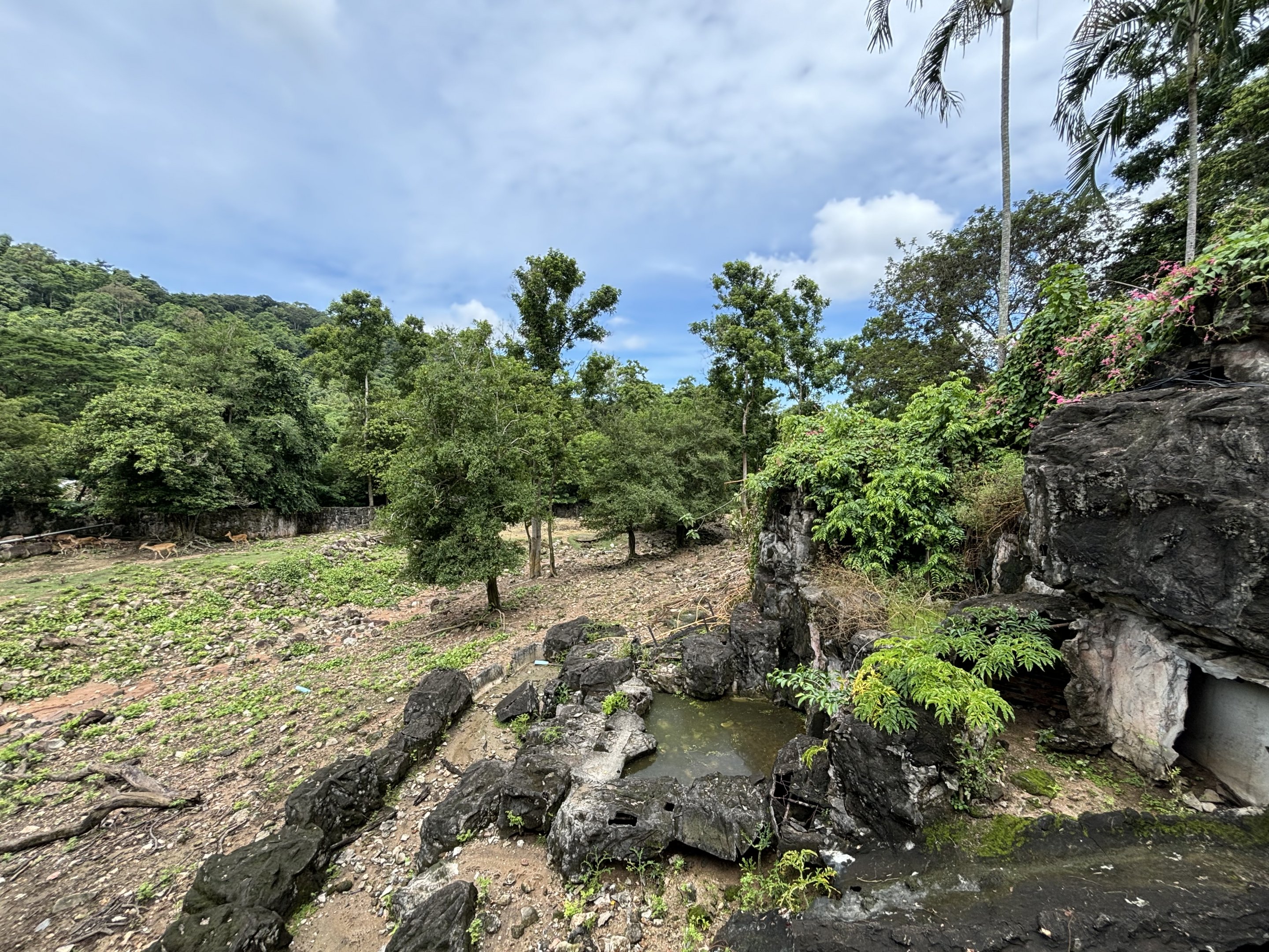Sambar + Barasingha Exhibit