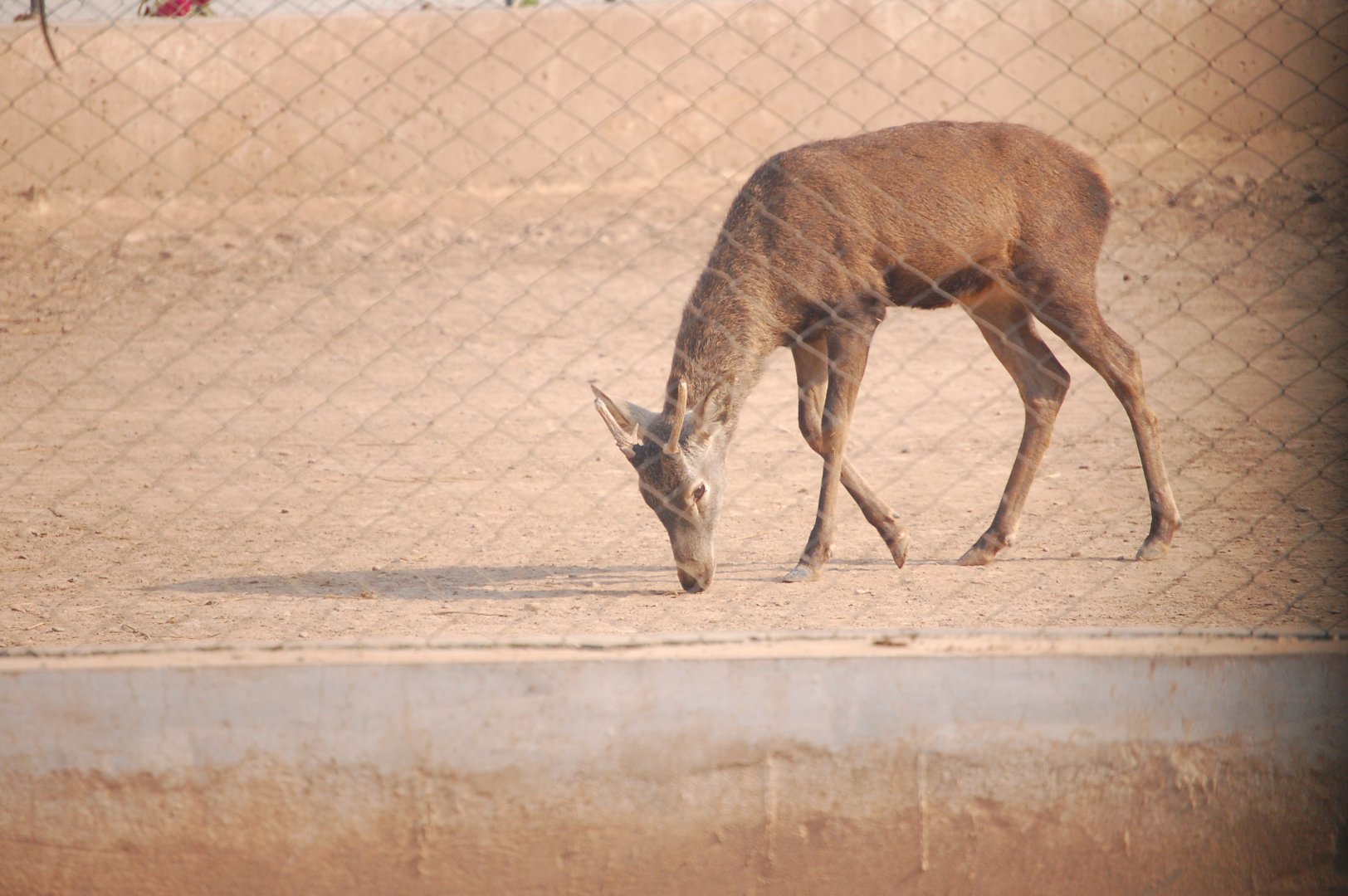 Sambar buck - Peshawar zoo 8/12/2018