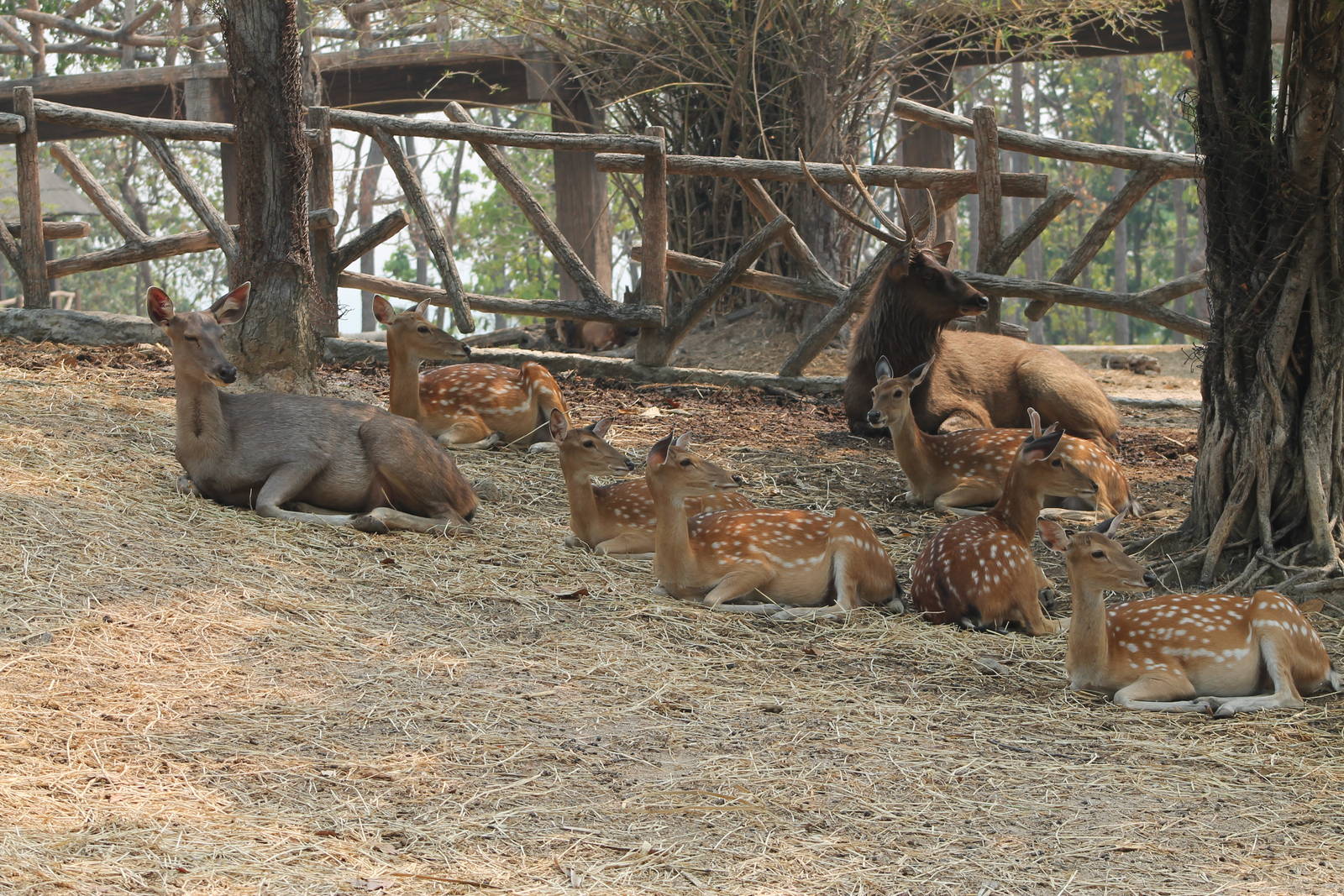 sambar (Cervus unicolor) and chital (Axis axis)