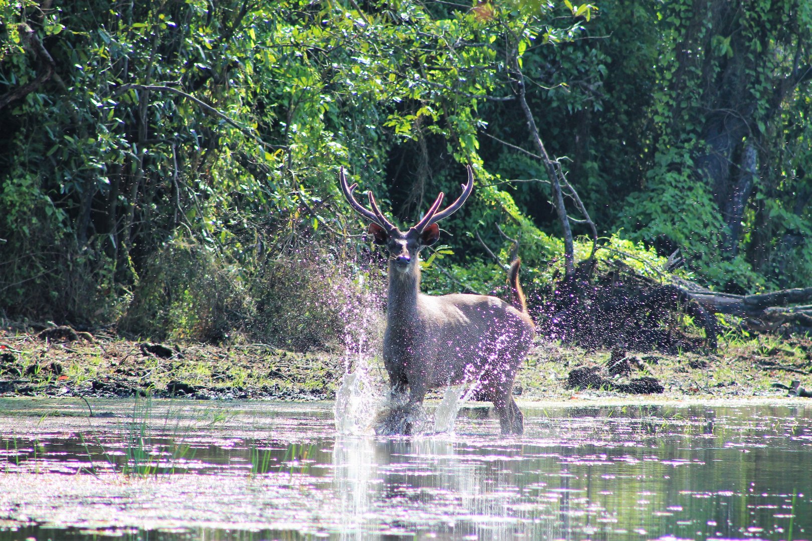Sambar (Cervus unicolor), foot-stamping