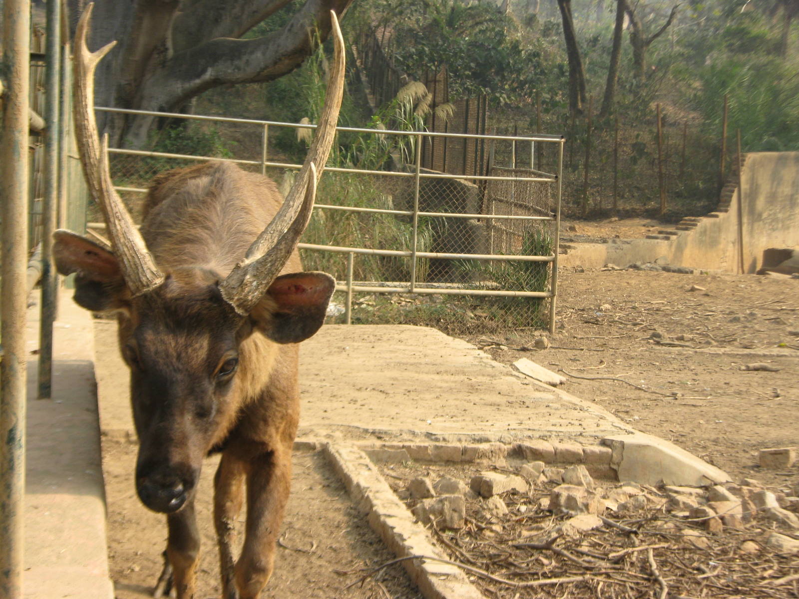 sambar (Cervus unicolor)