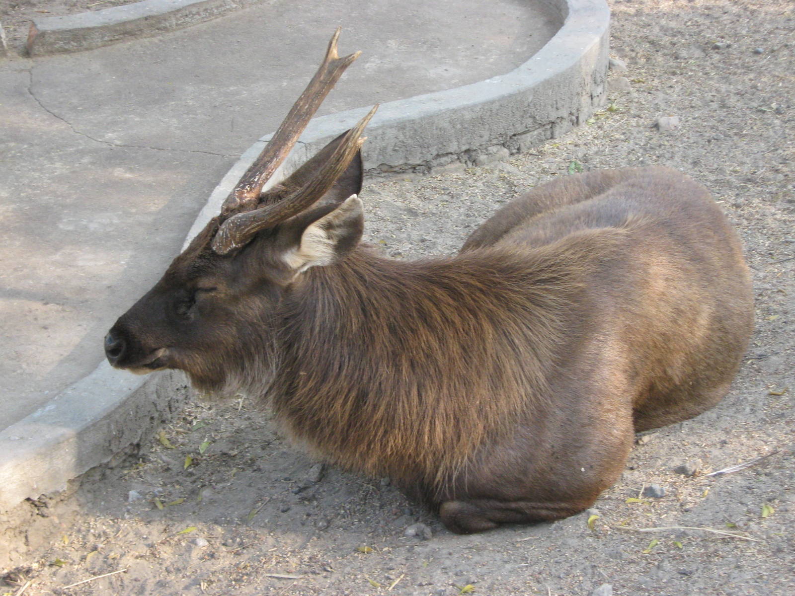 Sambar (Cervus unicolor)