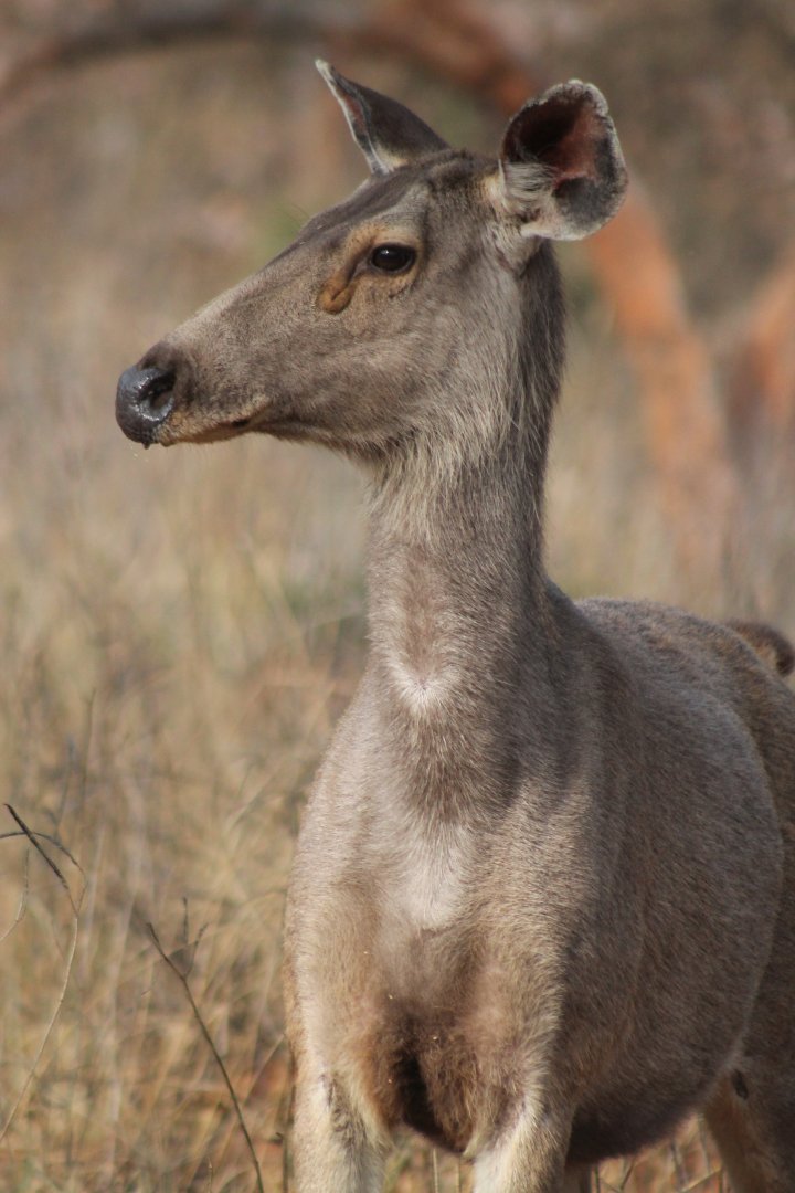 Sambar (Cervus unicolor)
