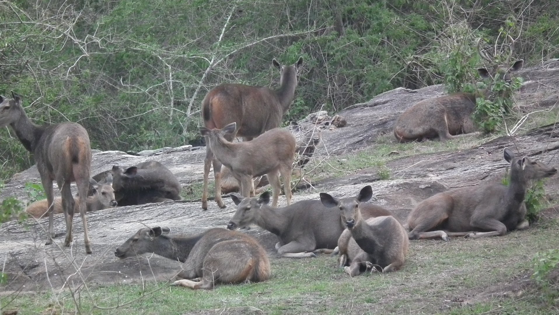 Sambar (Cervus unicolor)
