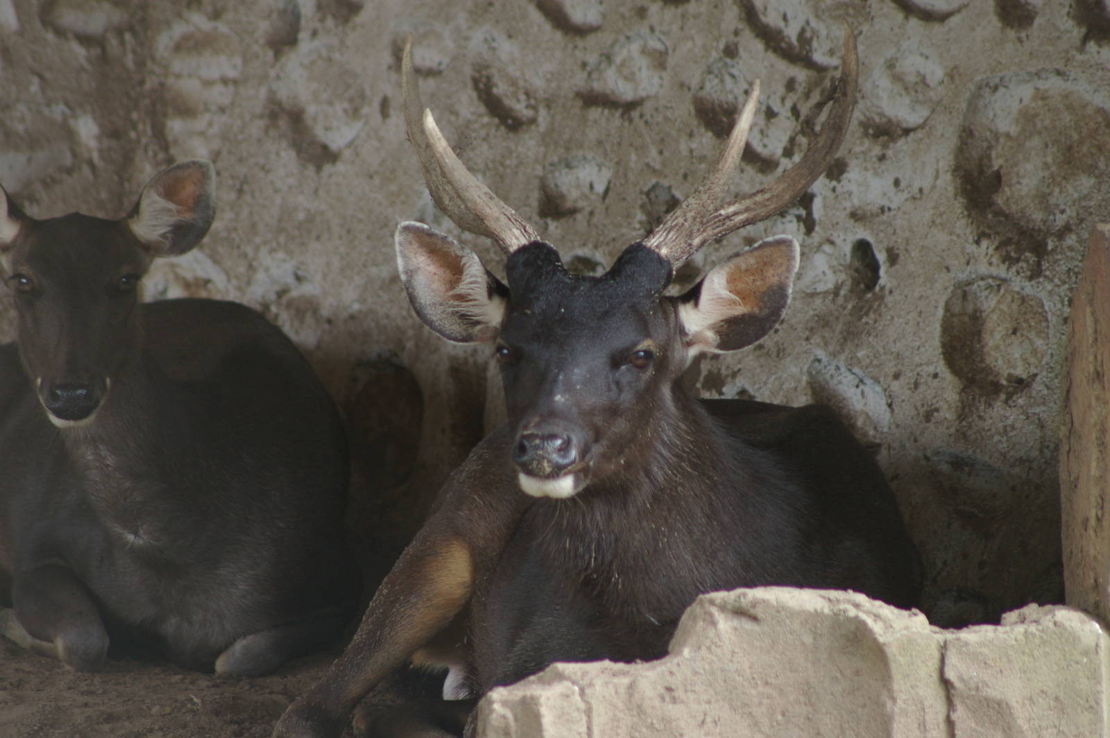 sambar (Cervus unicolor)