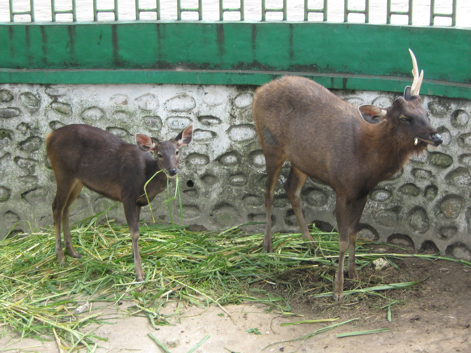 sambar (Cervus unicolor)