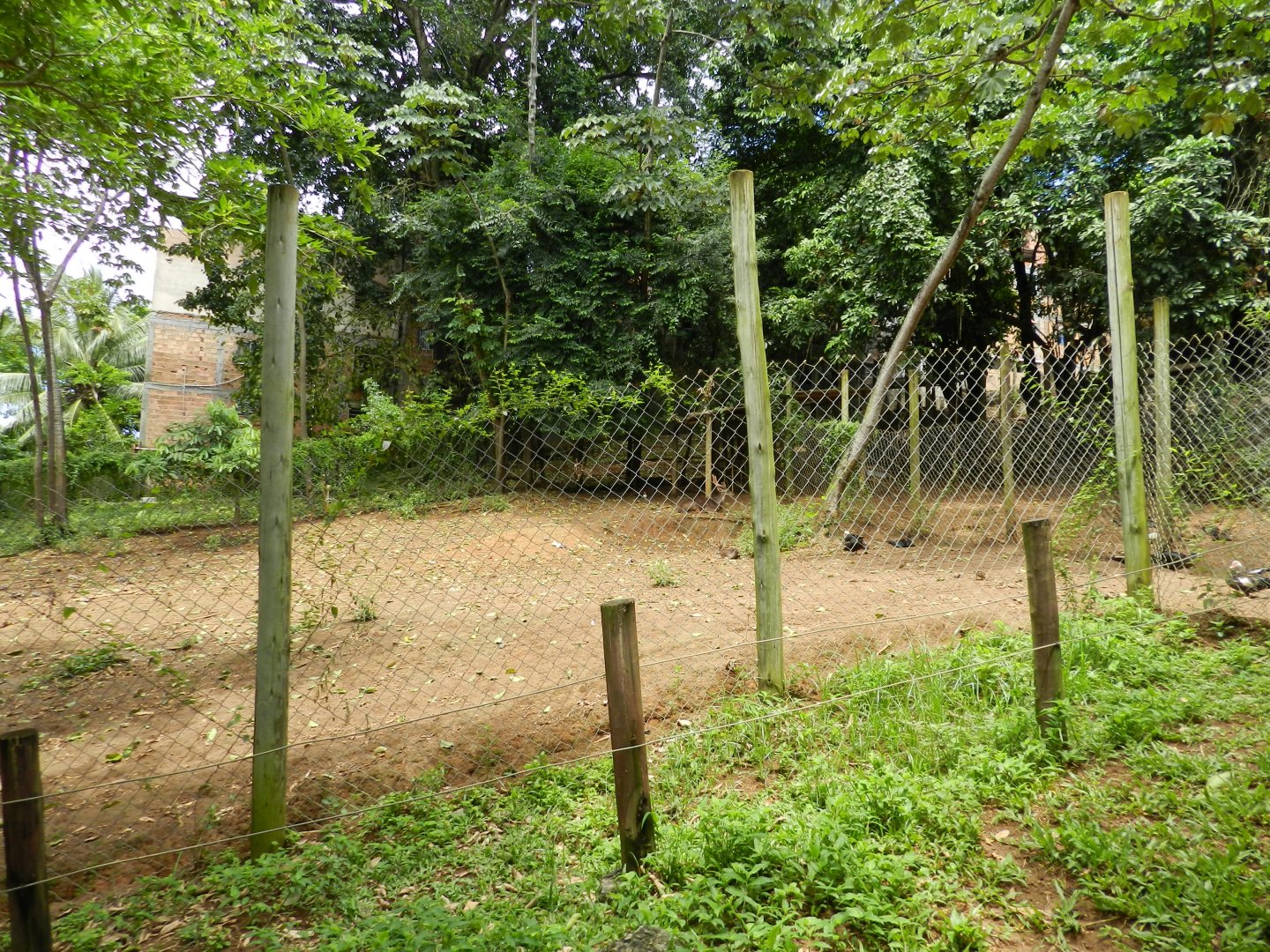Sambar deer exhibit - Salvador zoo (PZGV)