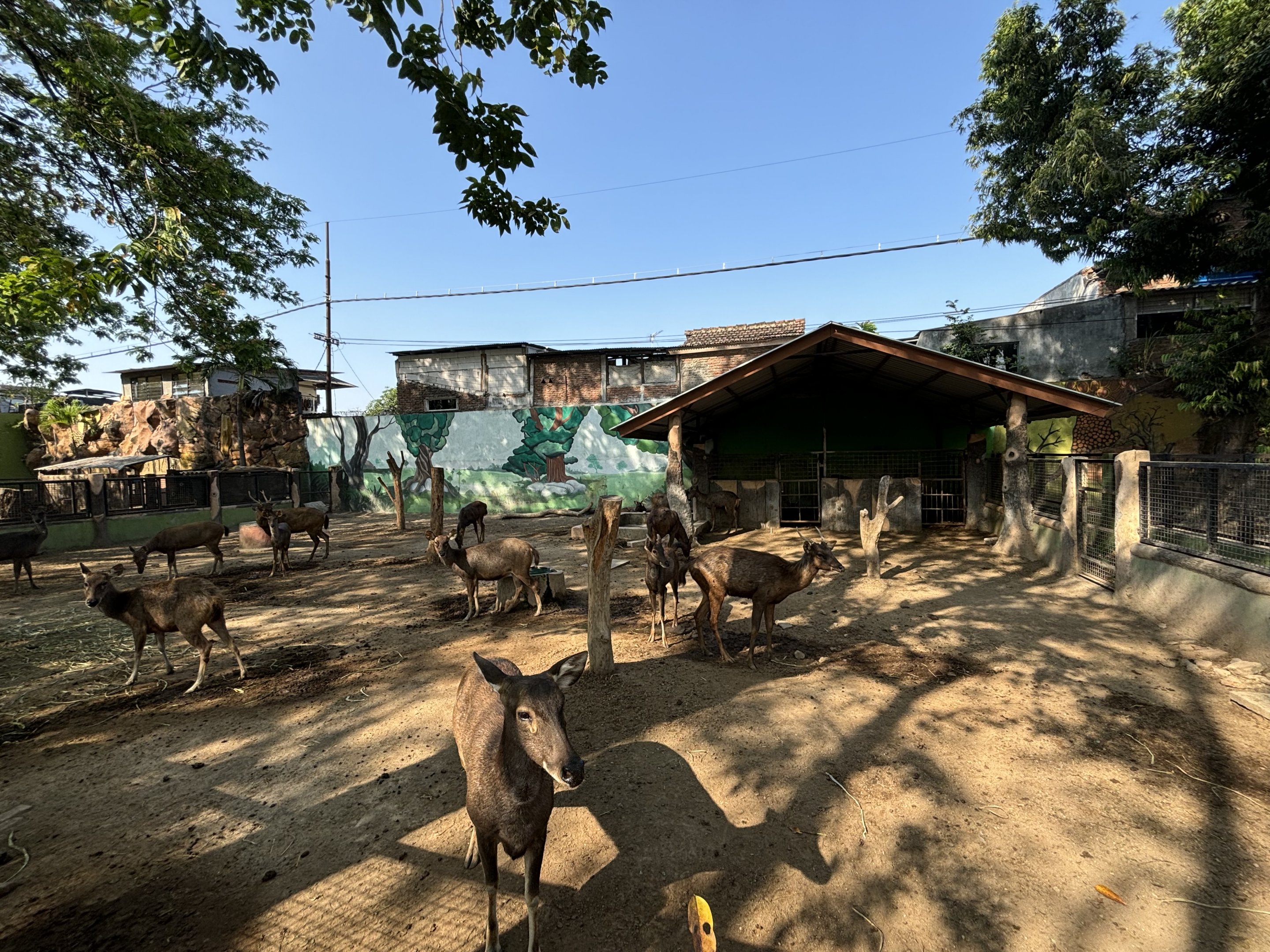 Sambar Deer Exhibit