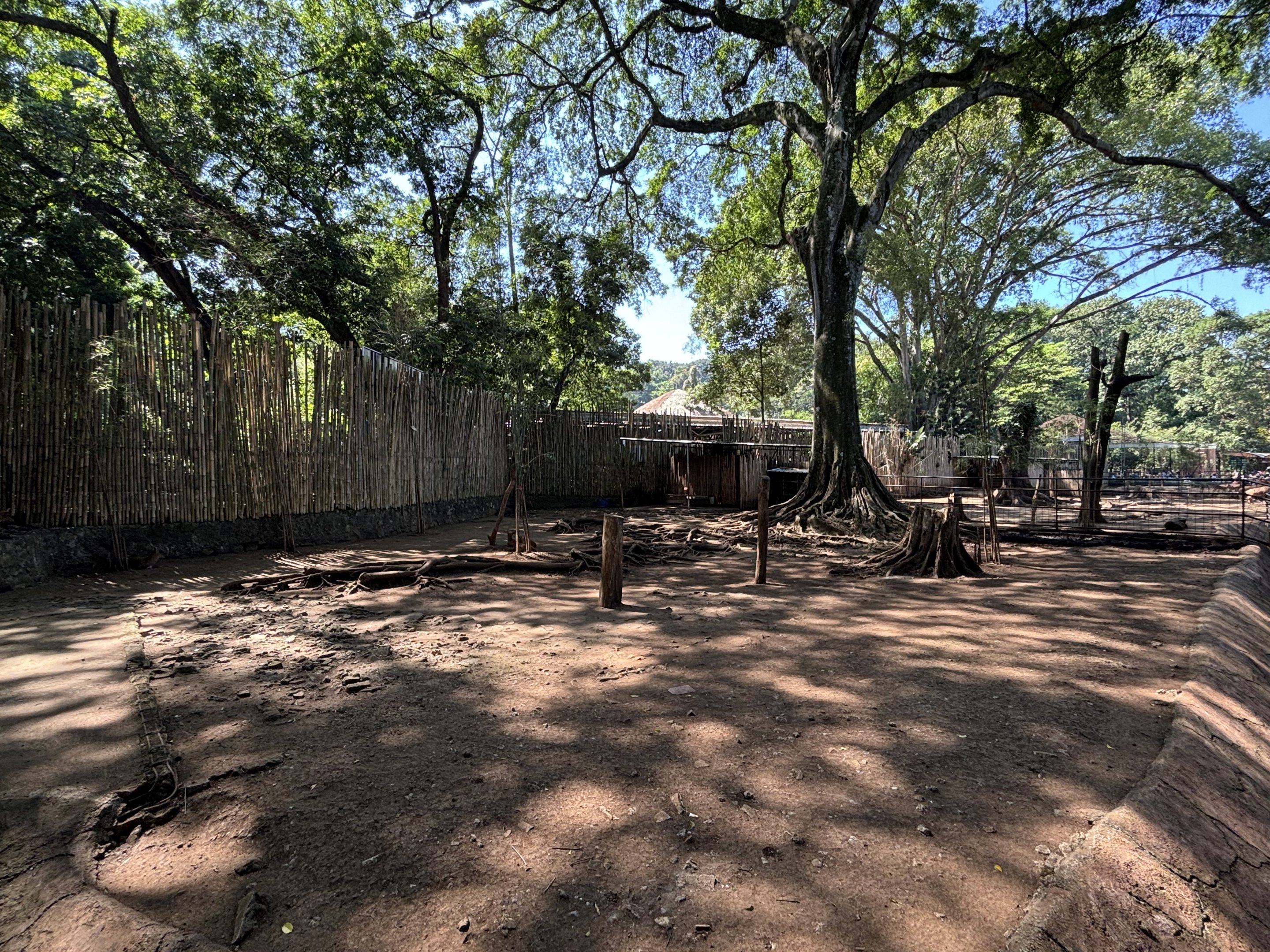 Sambar Deer Exhibit