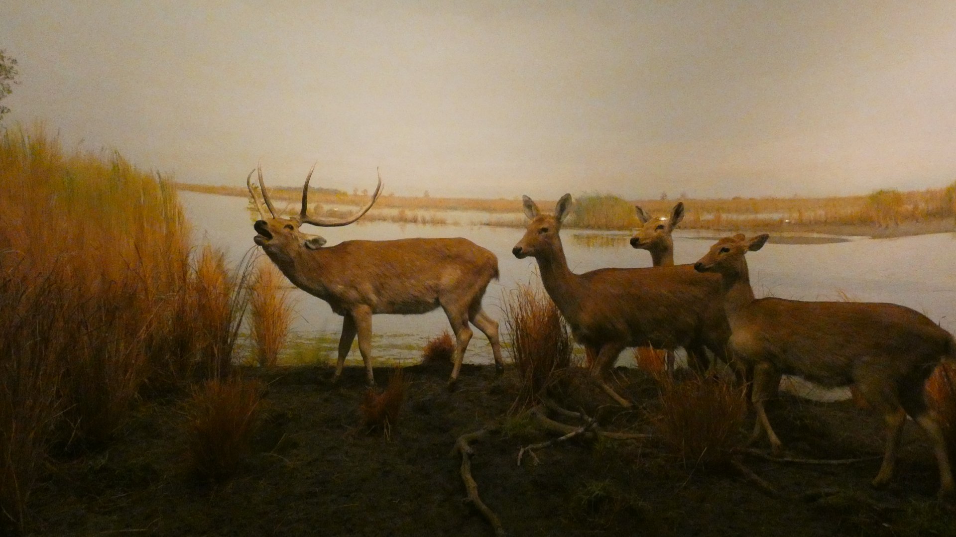 Sambar Deer, Hall of Asian Mammals - Feb. 2022
