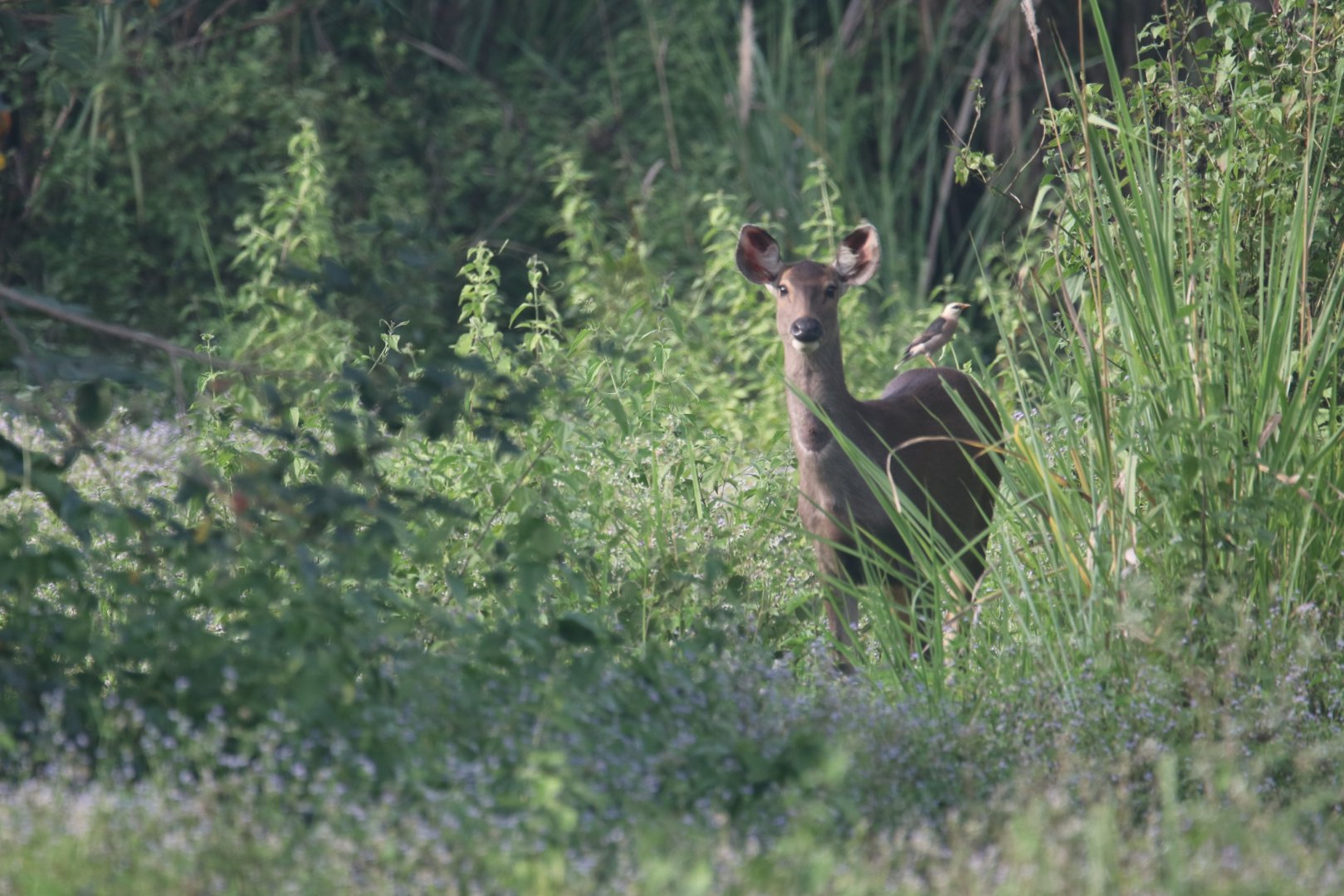 Sambar deer in Cat tien