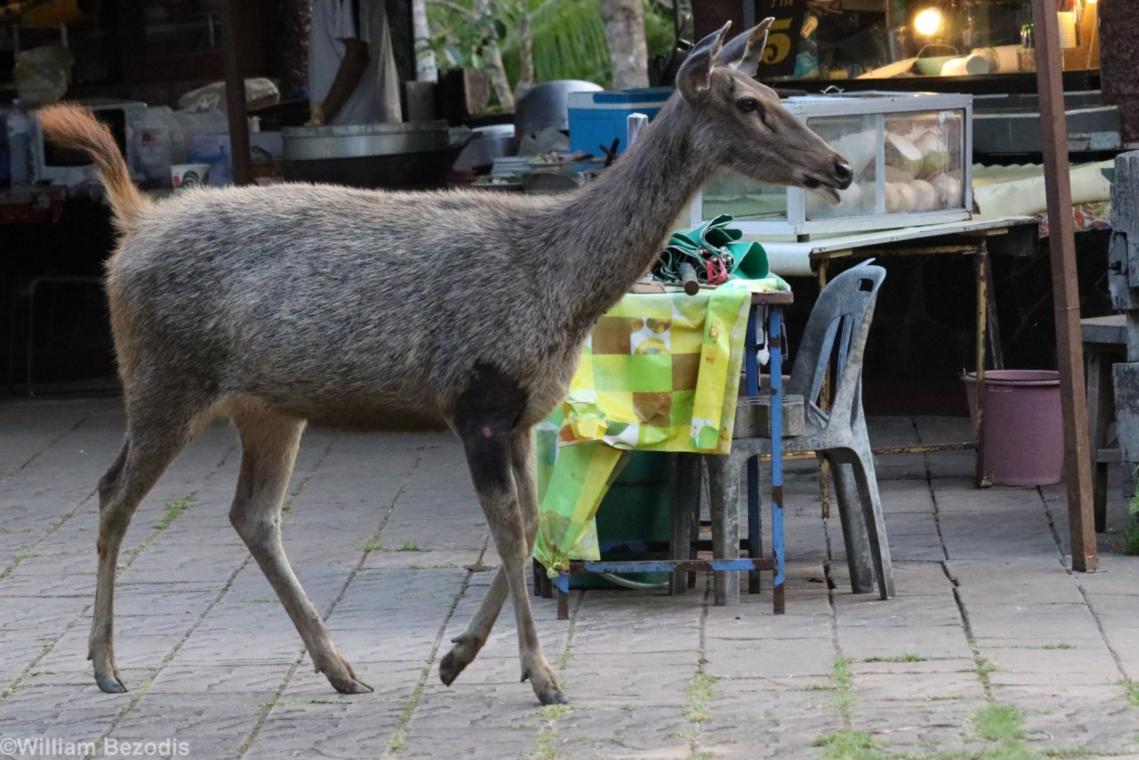Sambar Deer in the Food Stalls Area - Khao Yai National Park