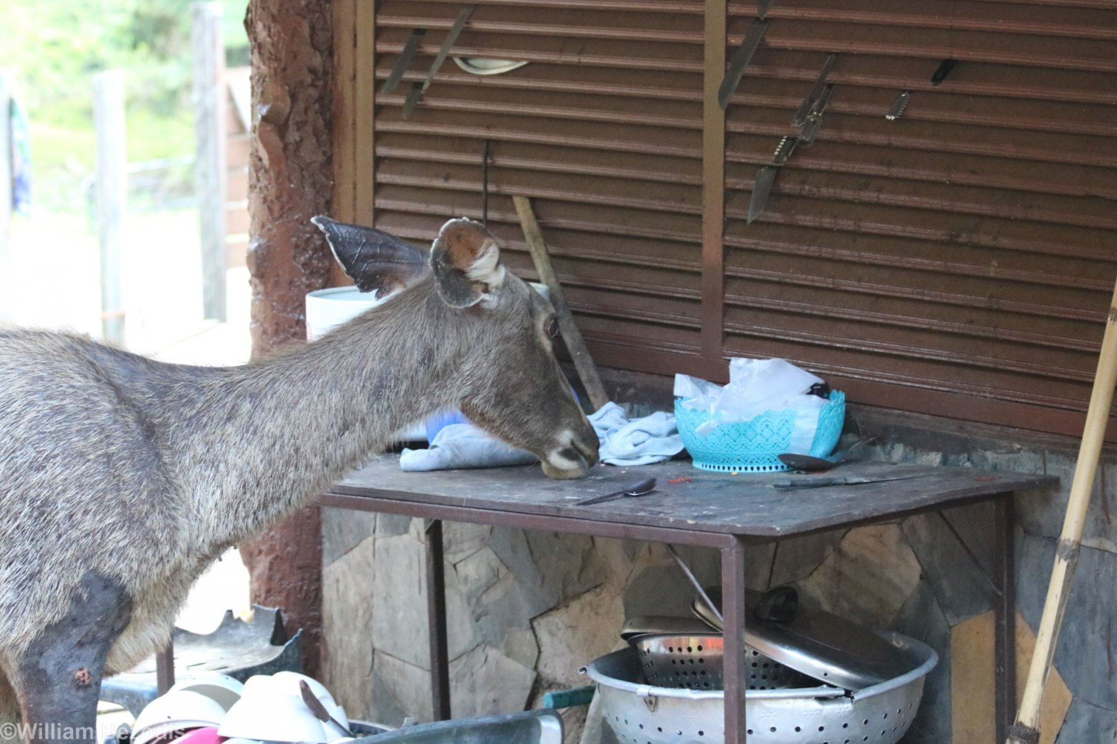 Sambar Deer in the Food Stalls Area - Khao Yai National Park