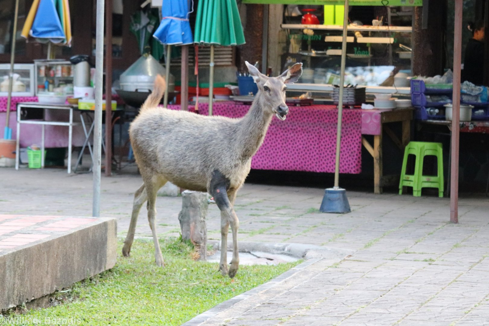 Sambar Deer in the Food Stalls Area - Khao Yai National Park