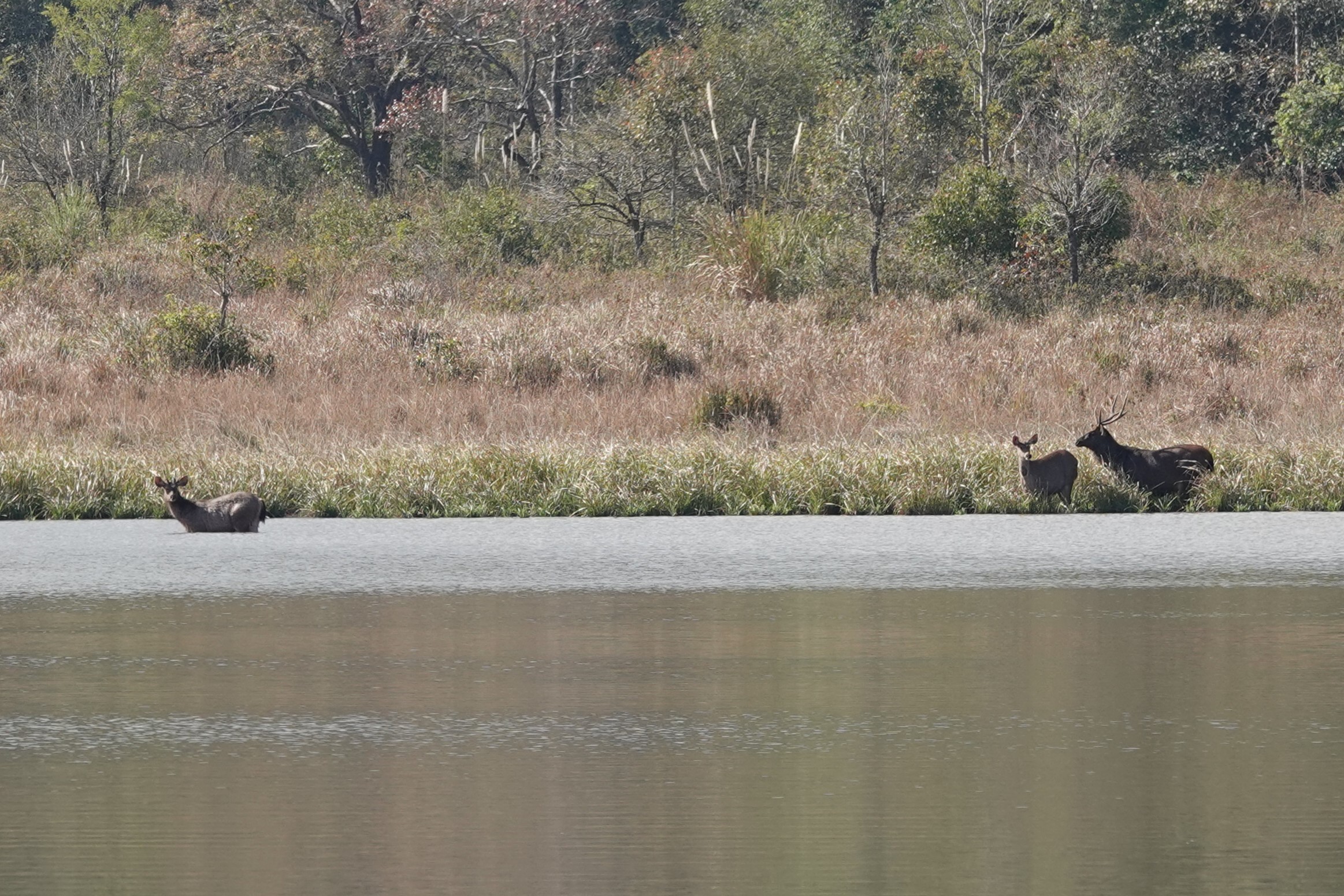 Sambar Deer in the lake near HQ