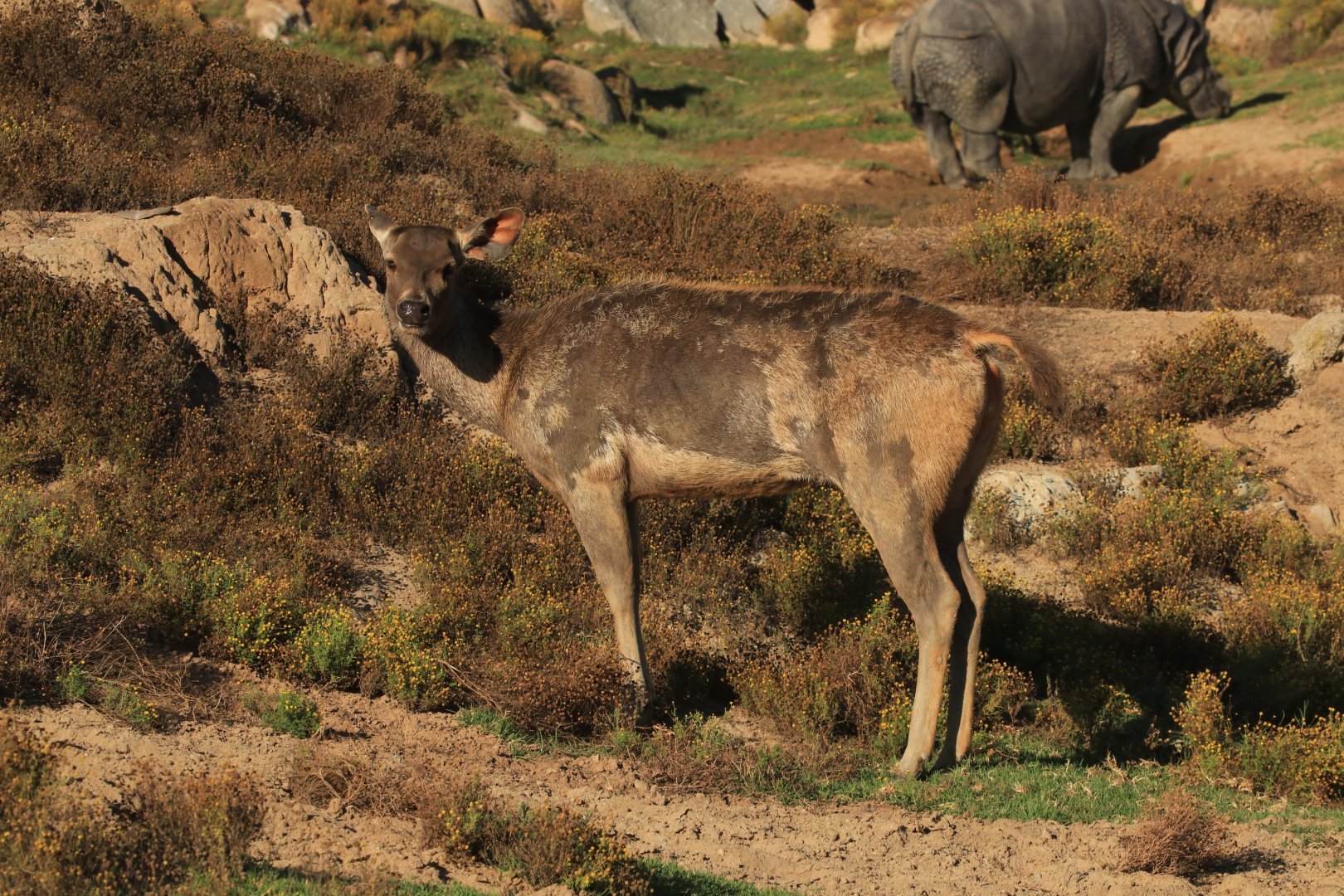 Sambar deer (June 2019)