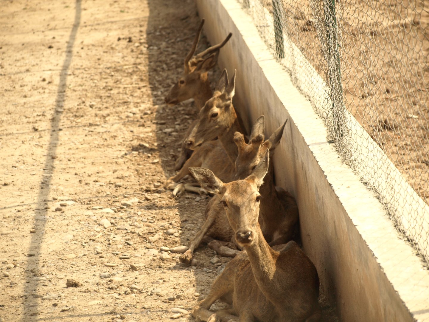 Sambar deer - Peshawar Zoo 21/7/2018