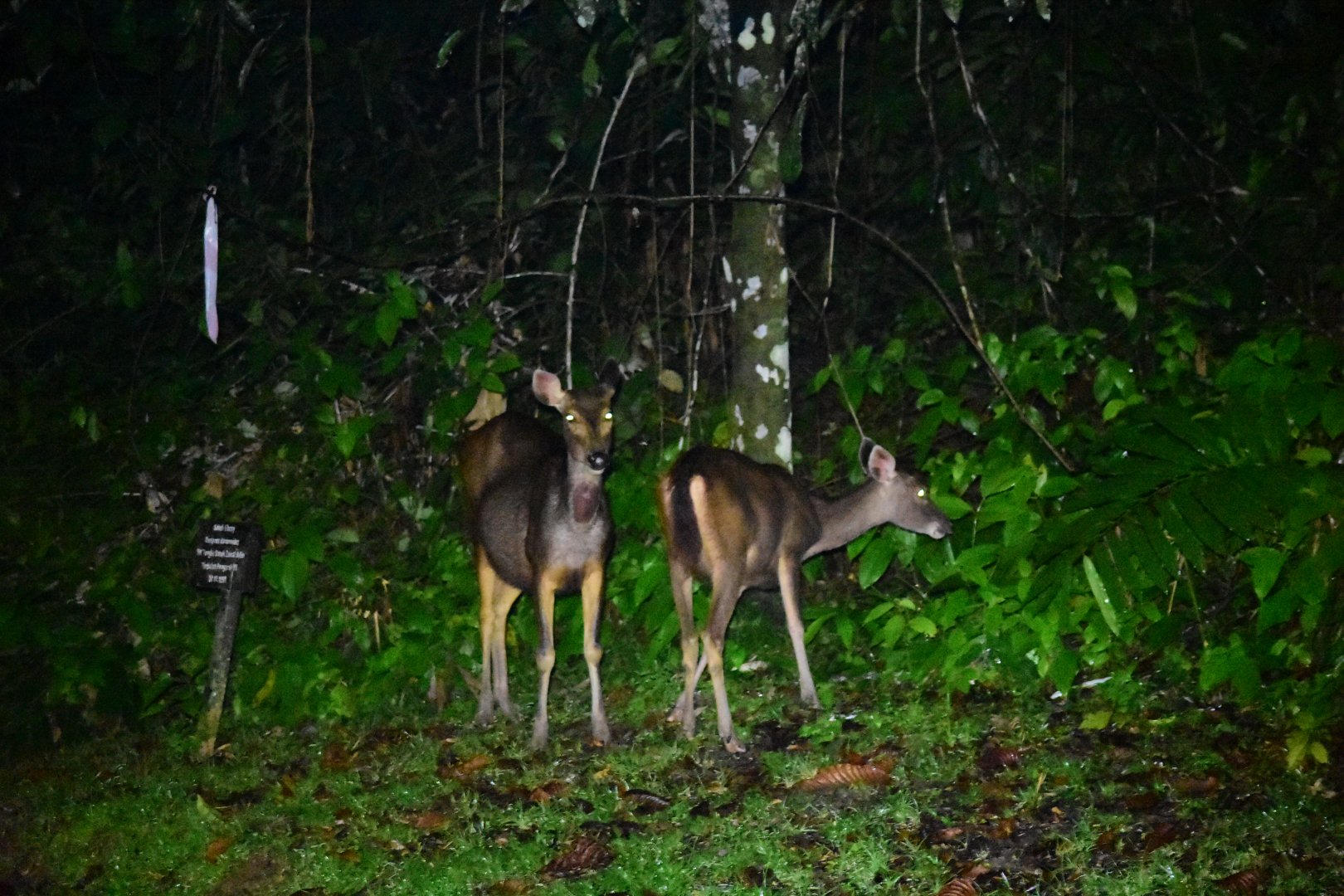 Sambar deer (Rusa unicolor)- Danum Valley