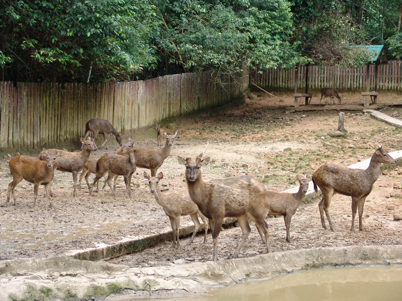 Sambar Deer (Rusa unicolor) enclosure