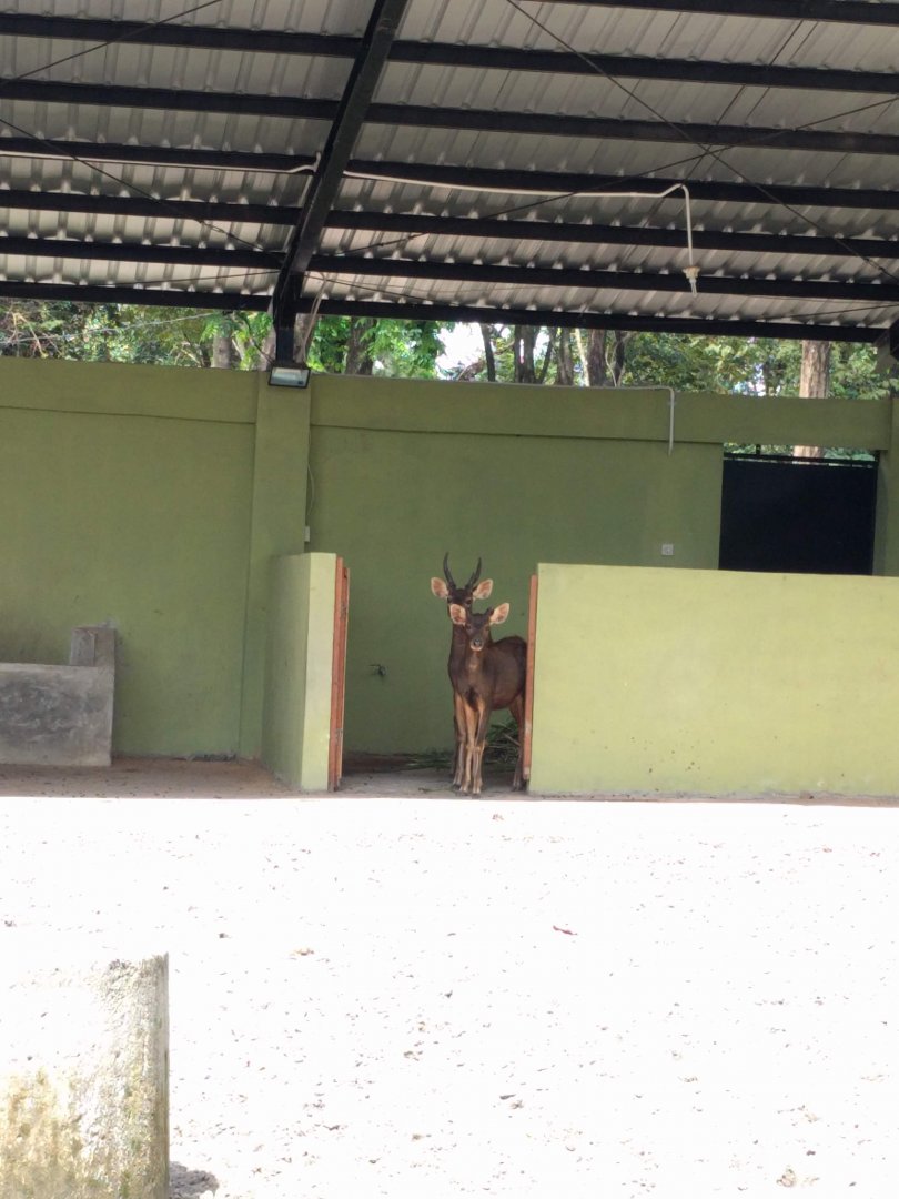 Sambar Deer (Rusa unicolor) - Taru Jurug Zoo