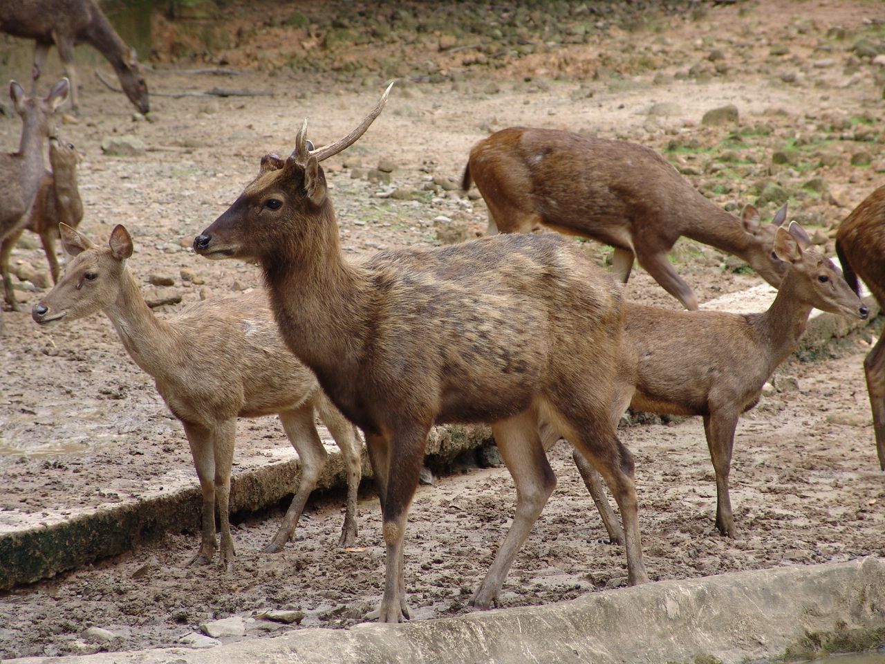 Sambar Deer (Rusa unicolor)