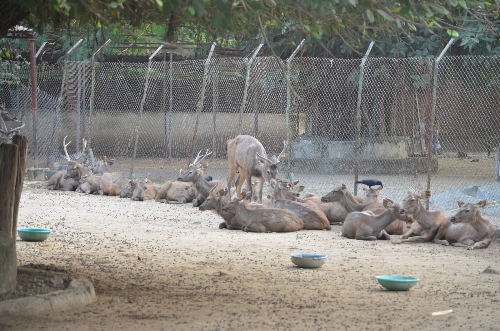 Sambar deer (Rusa unicolor)