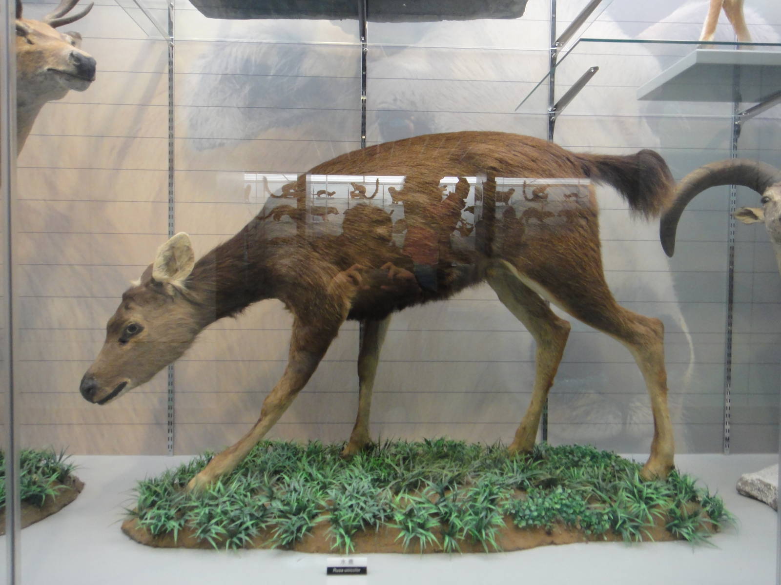 Sambar deer (Rusa unicolor)