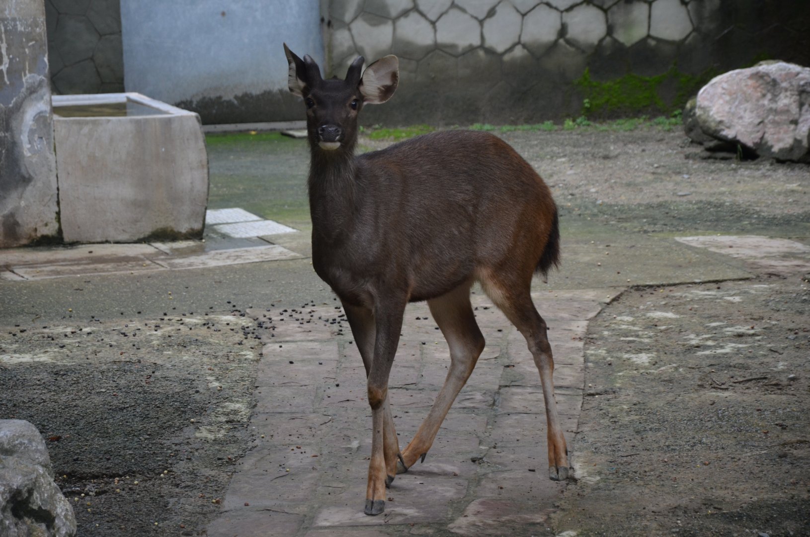 Sambar Deer/Rusa unicolor