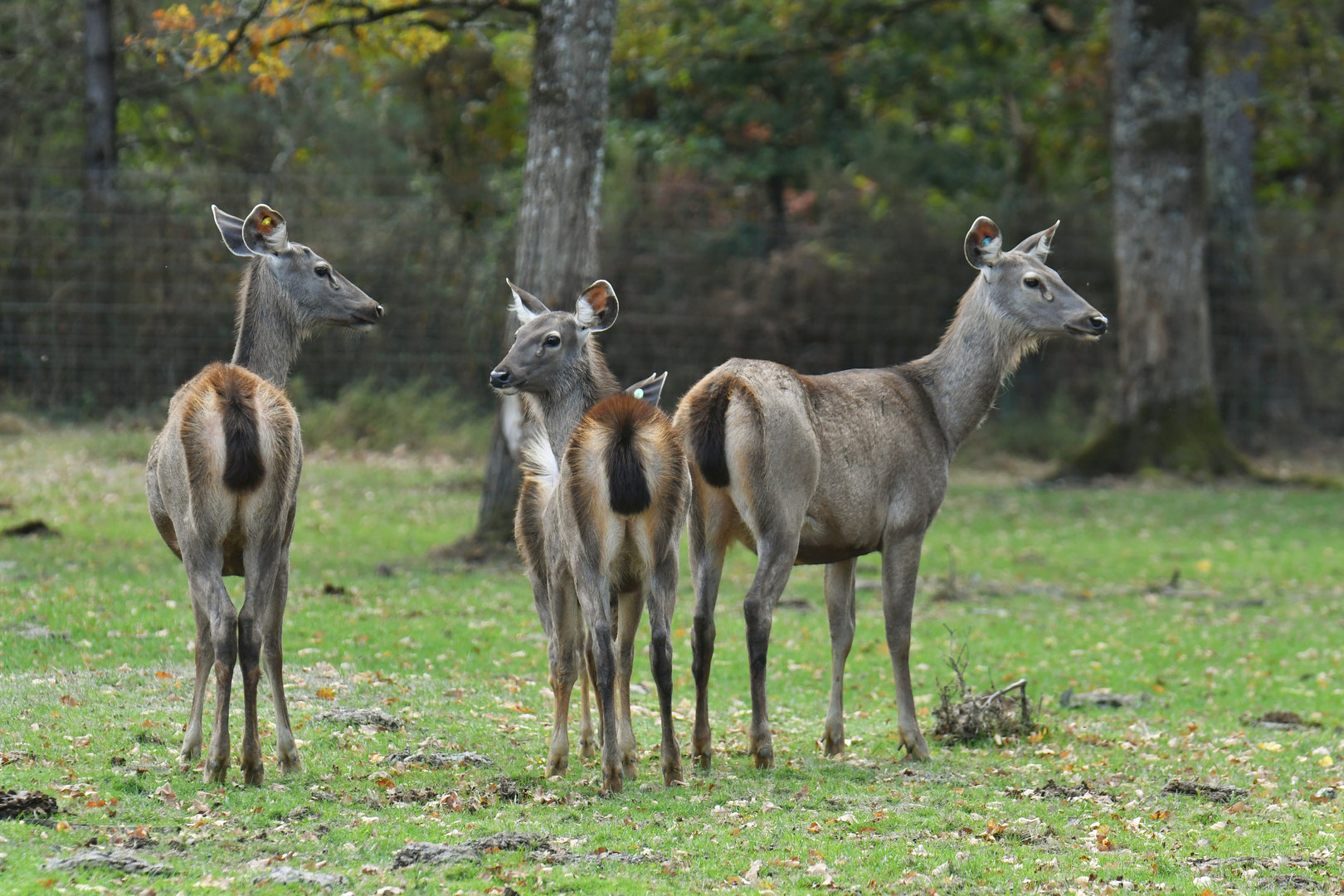 Sambar deer (Rusa unicolor)