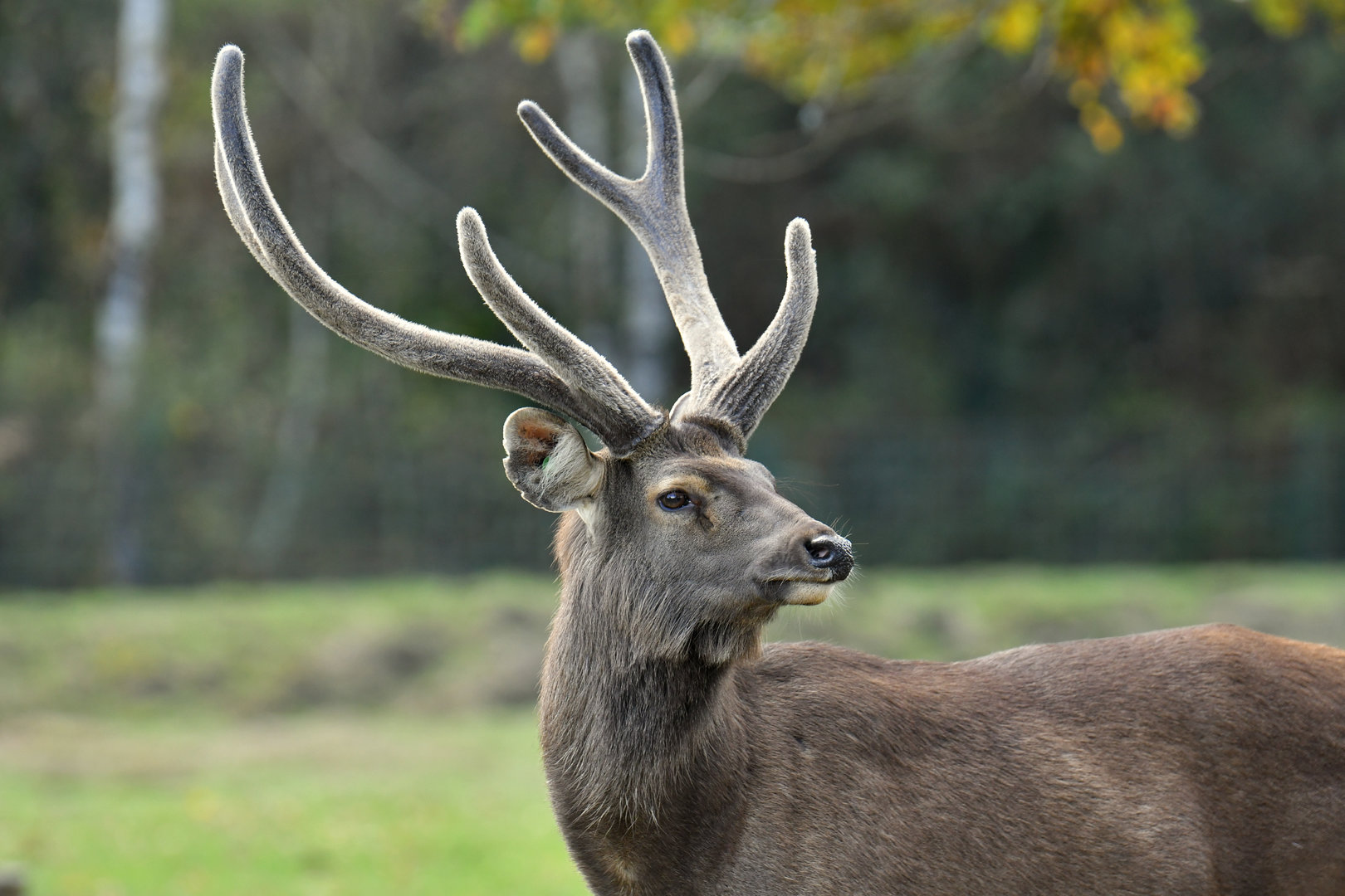 Sambar deer (Rusa unicolor)