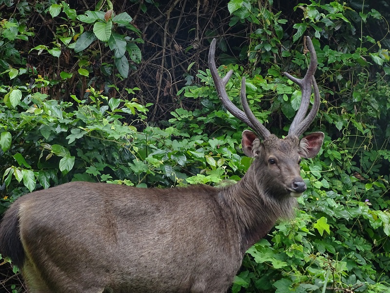 Sambar deer (Rusa unicolor)