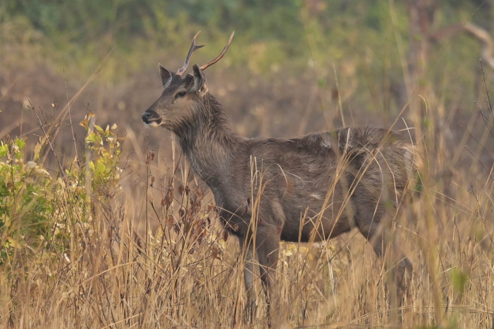 Sambar deer Rusa unicolor