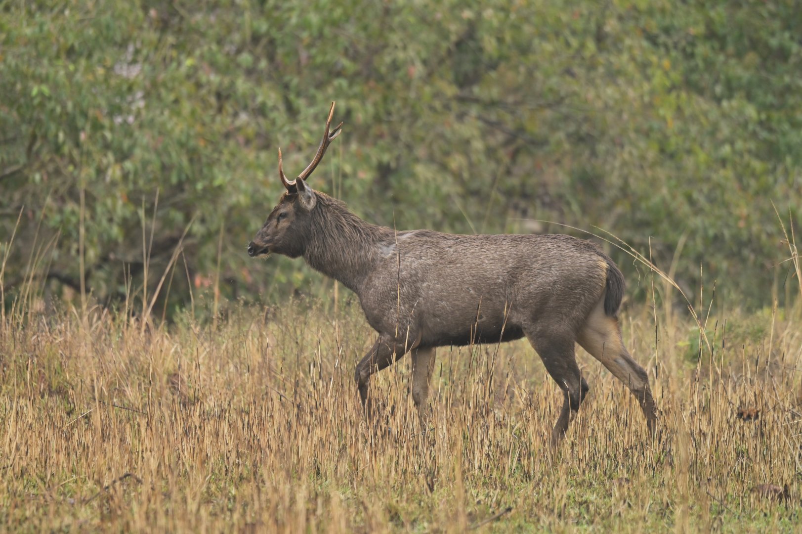 Sambar deer Rusa unicolor