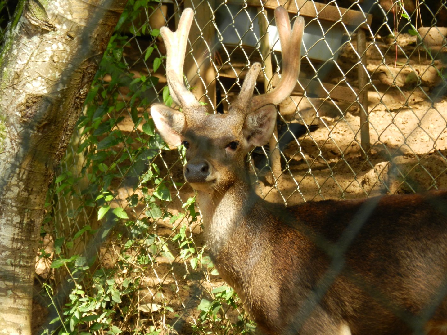 Sambar deer - Salvador zoo (PZGV)