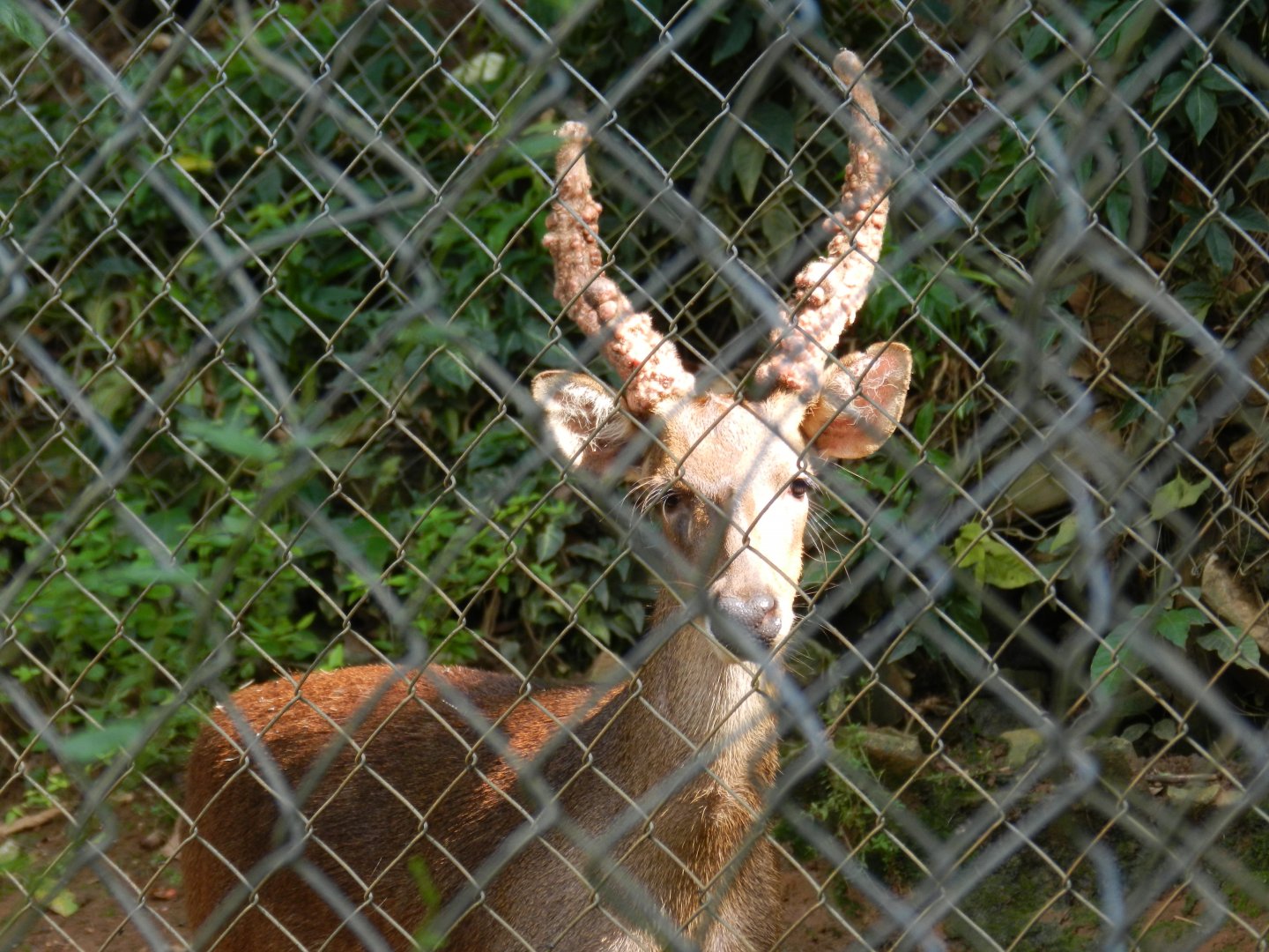Sambar deer - Salvador zoo (PZGV)